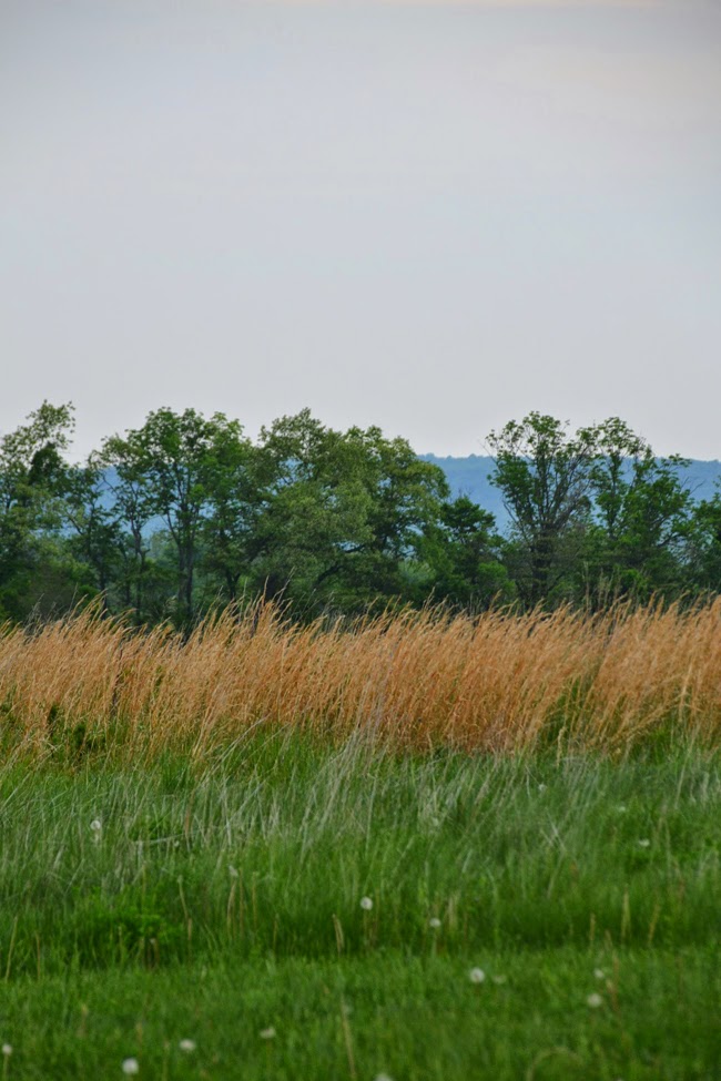 five things i love about countryside living