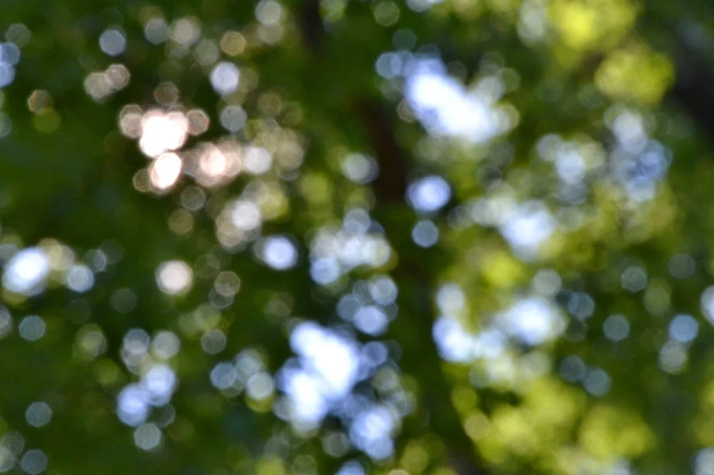 scenes from my weekend.