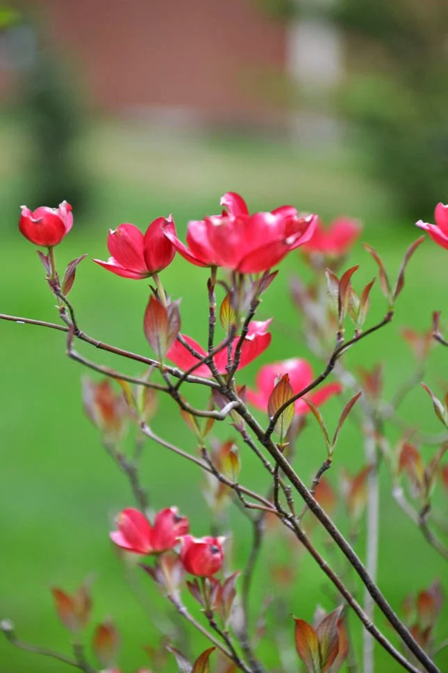 the chilliest spring.