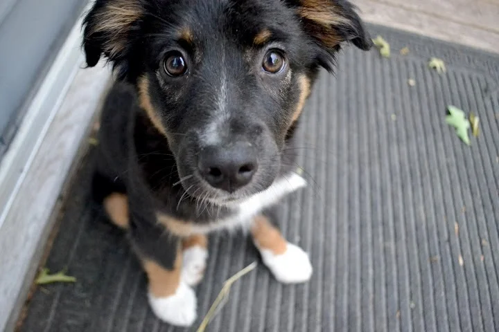 happy birthday, scoutie!