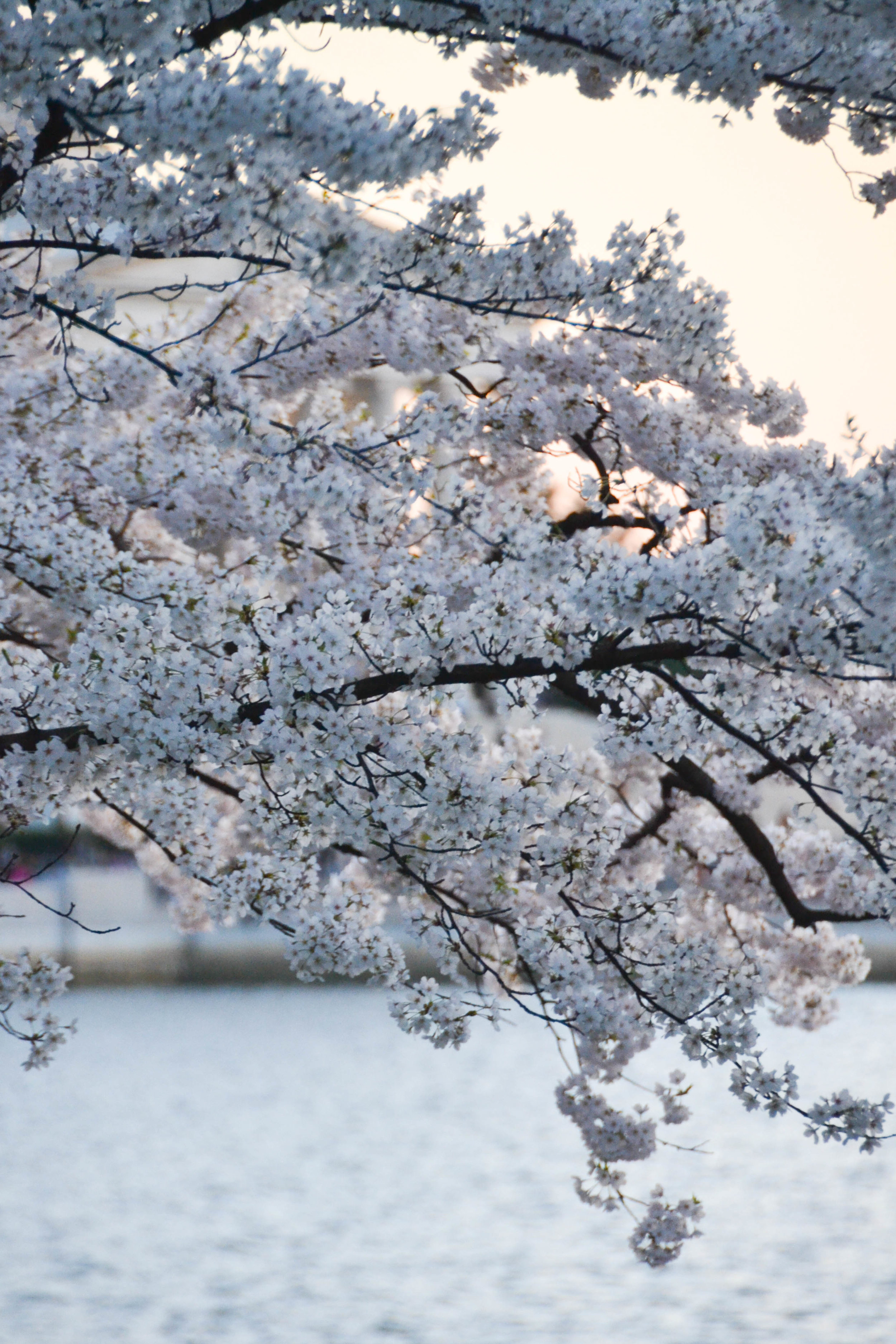 cherryblossoms-11.jpg