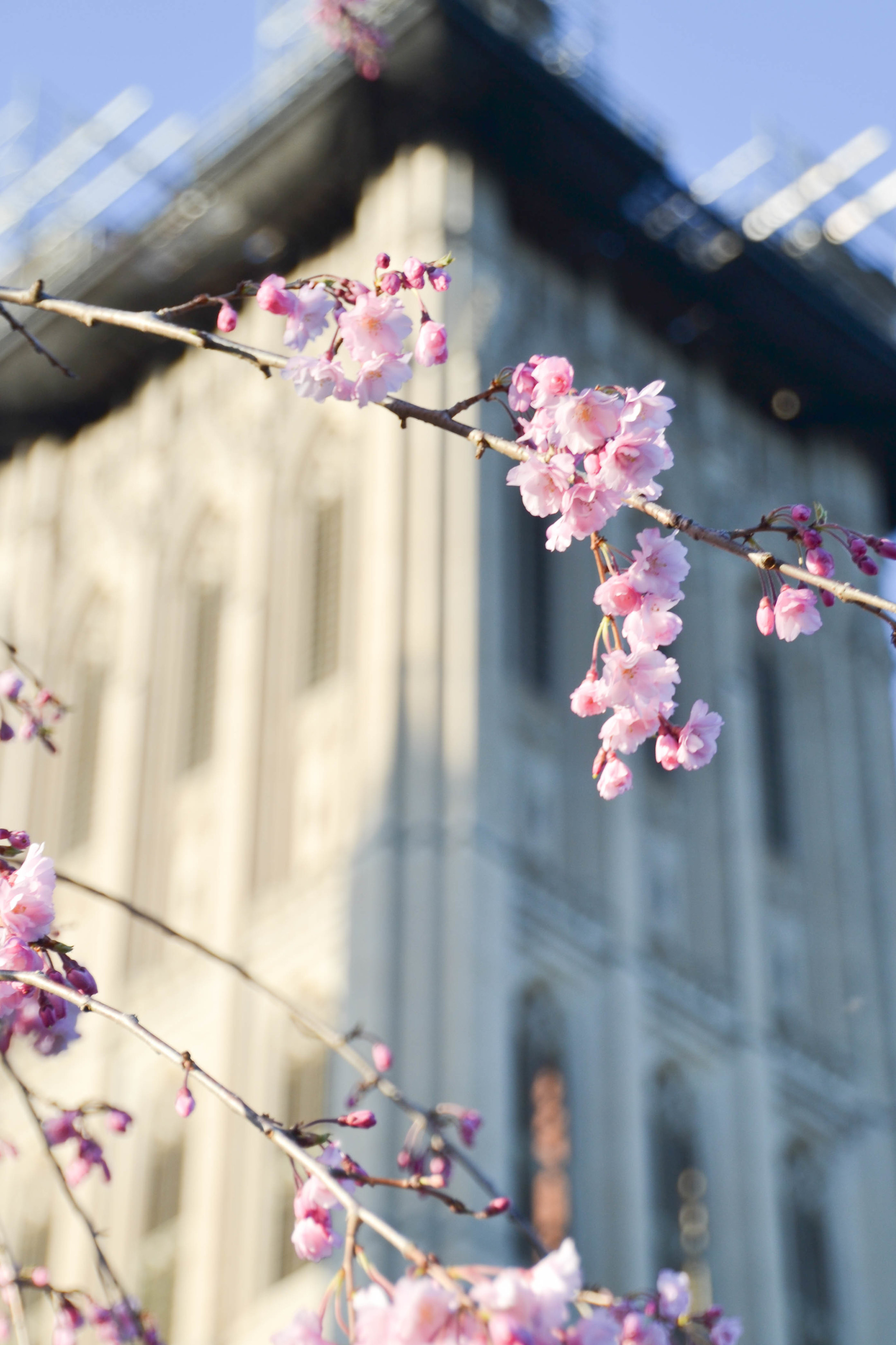 cherryblossoms-2.jpg