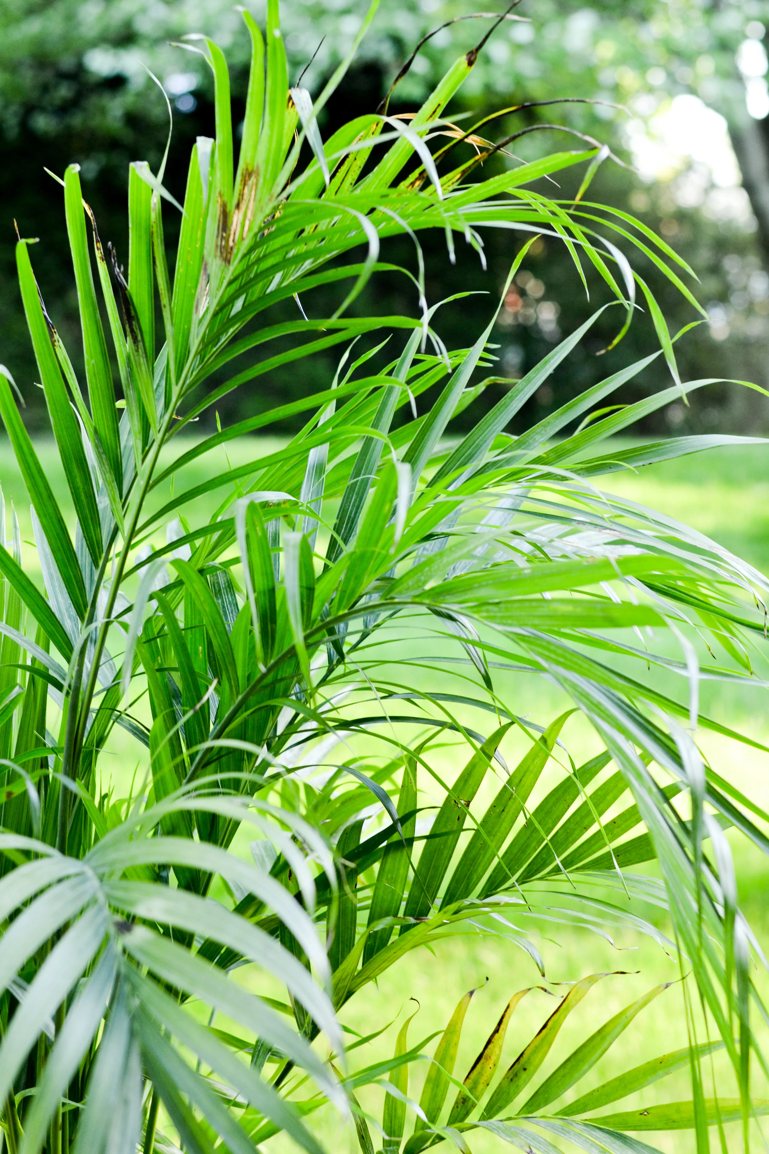 Garden-5.jpg
