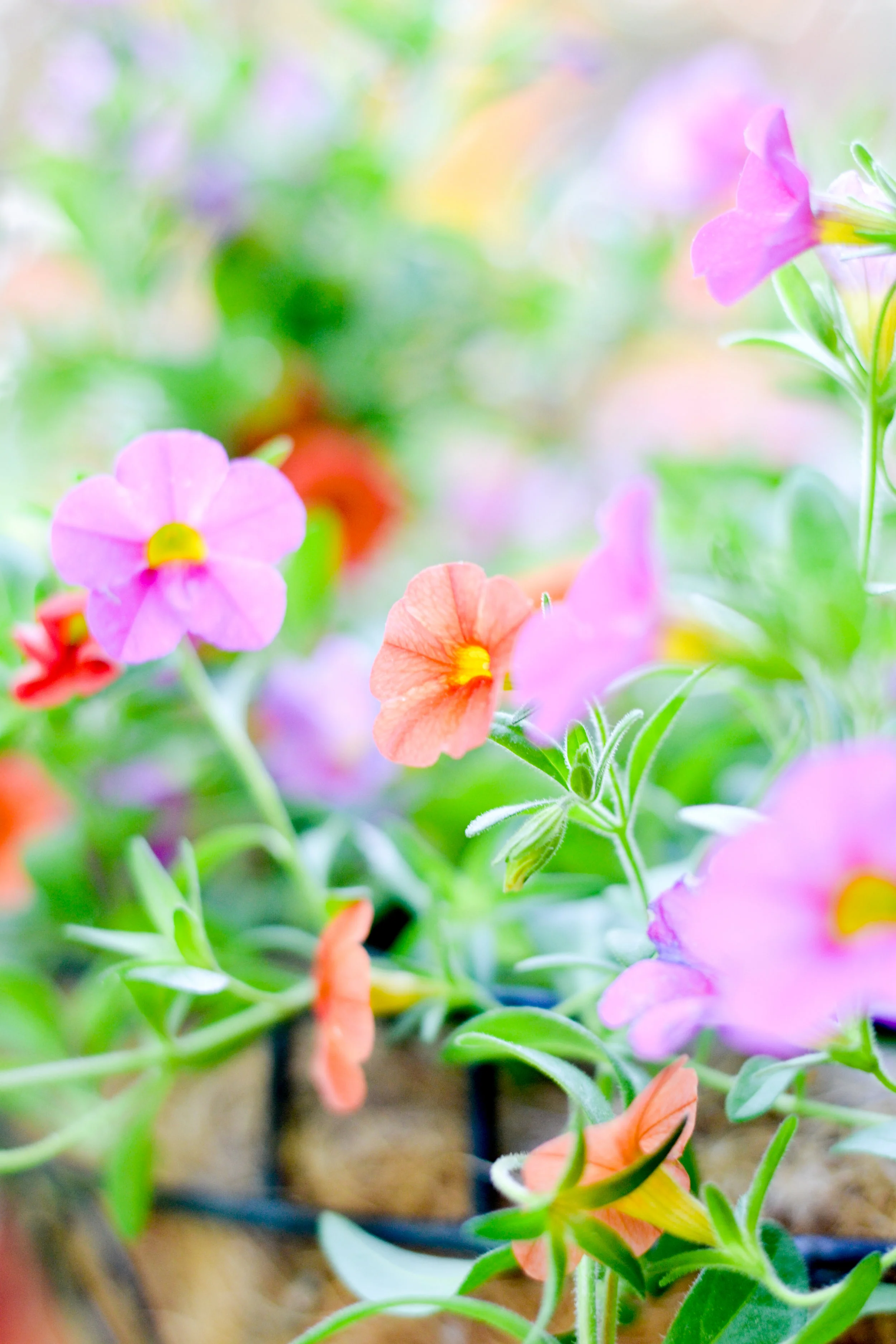 Garden-6.jpg