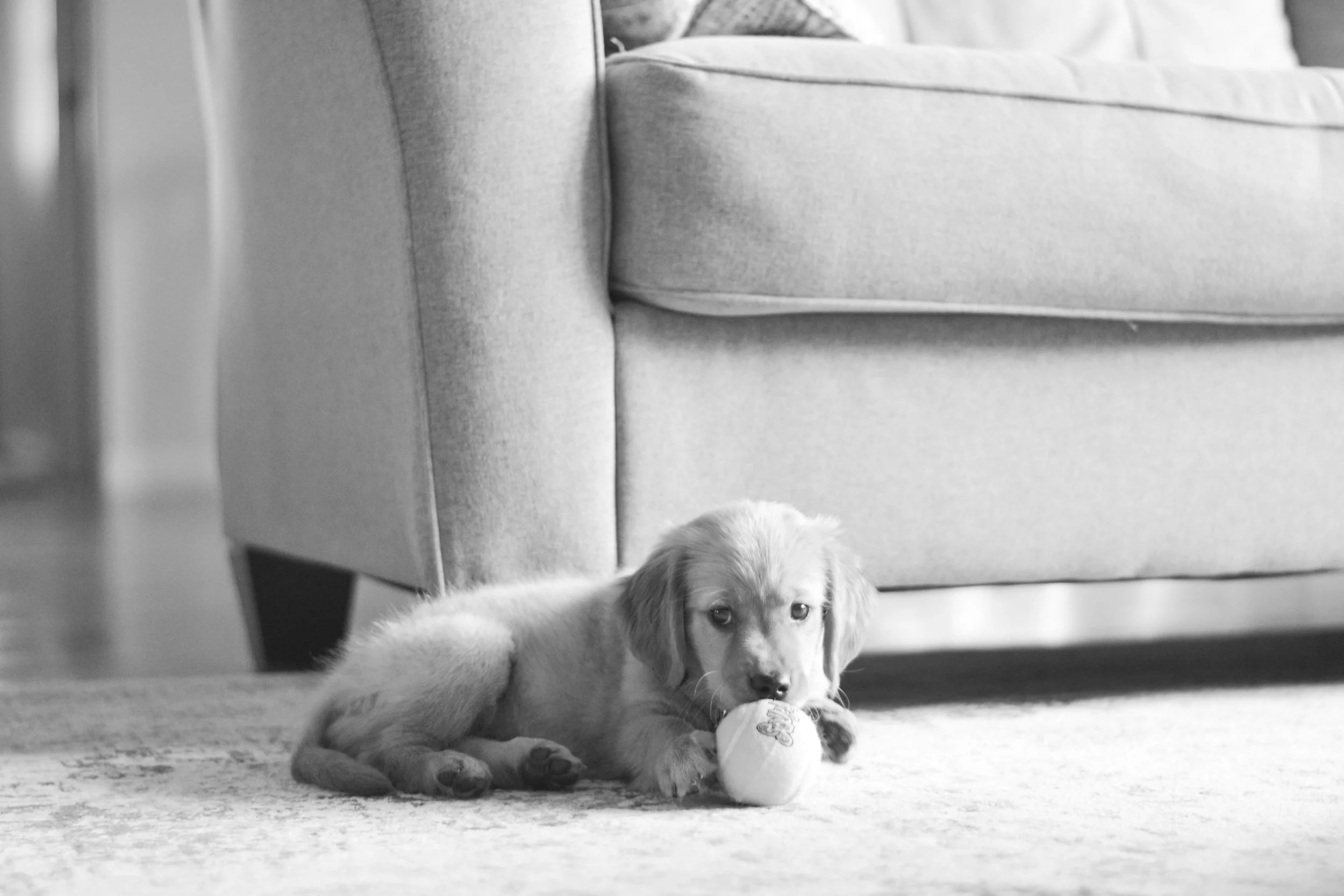 Meet Our Little Rosie