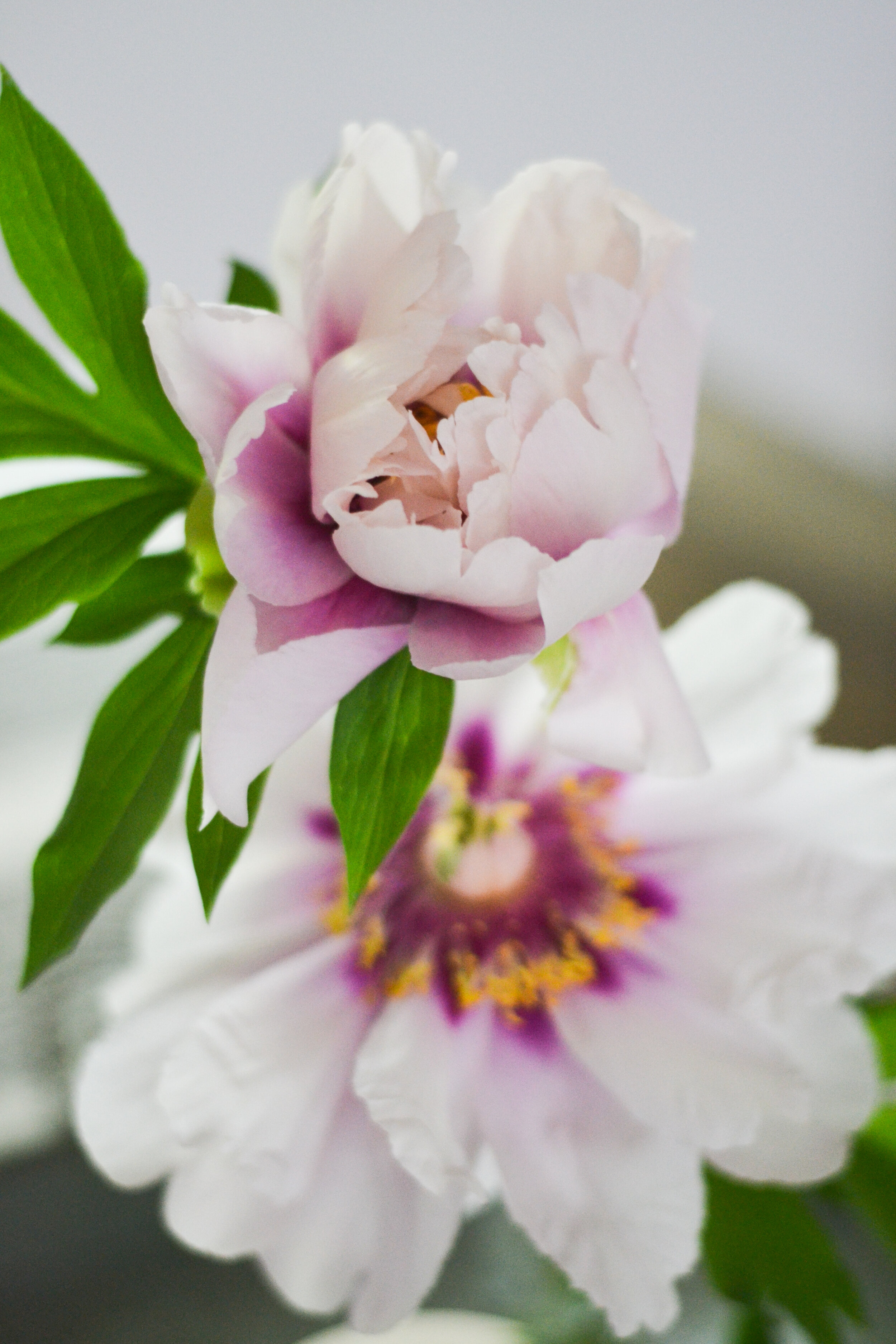 Peonies2021-3.jpg