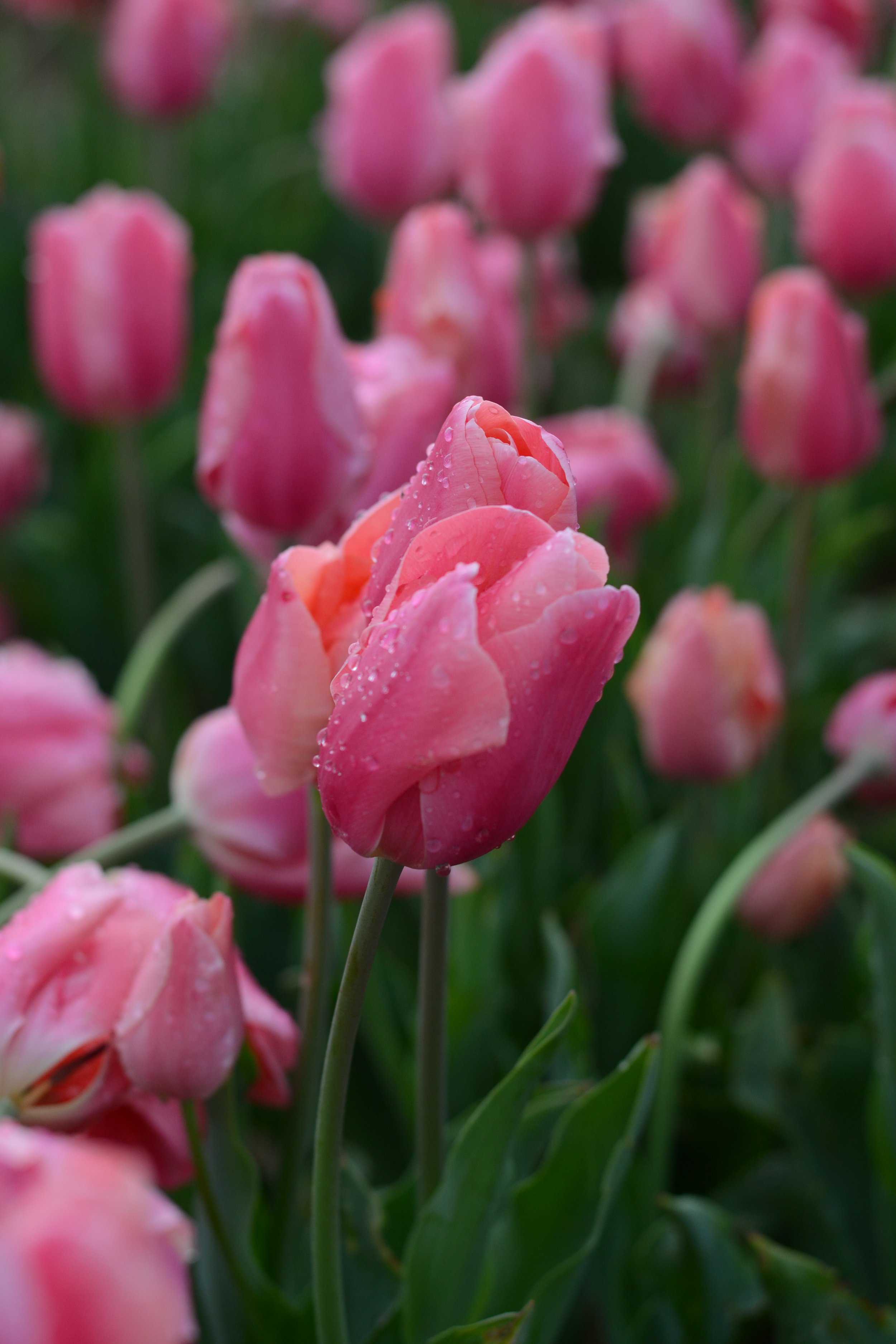 first - tulip - edit-26.jpg
