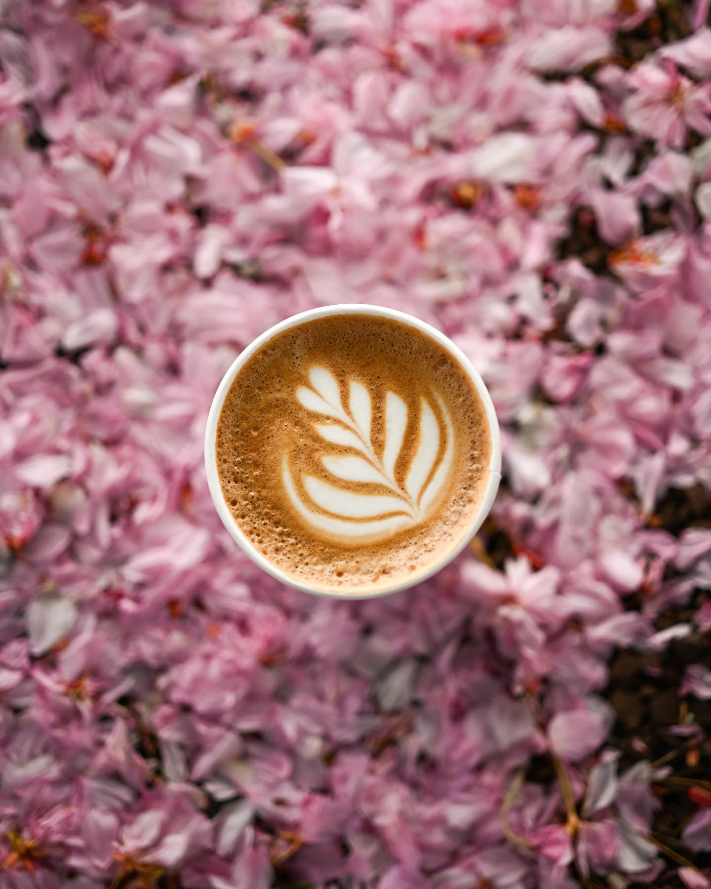 spring photo dump ☕️

this spring has been everything: hot and cold, busy and slow, change and sameness. 

hopefully the rest of the season holds more time for a few coffee moments, flowers from the garden, good outfits and sweet moments with family 