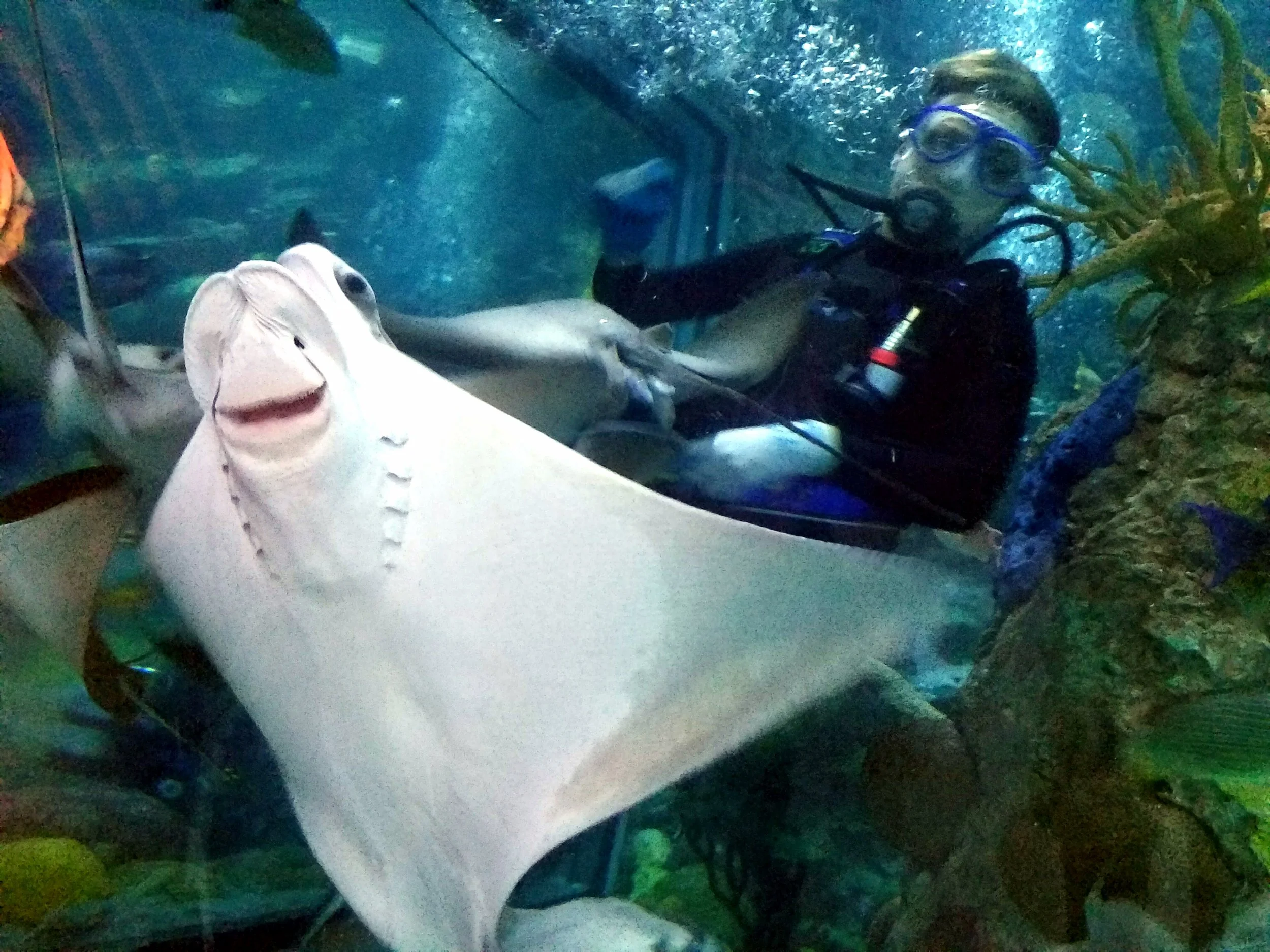 Aquarium Adventures! Audubon Aquarium of the Americas New Orleans, LA