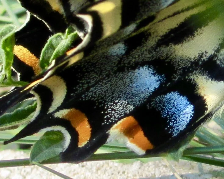 Refuge in Awareness: Insight Meditation Retreat