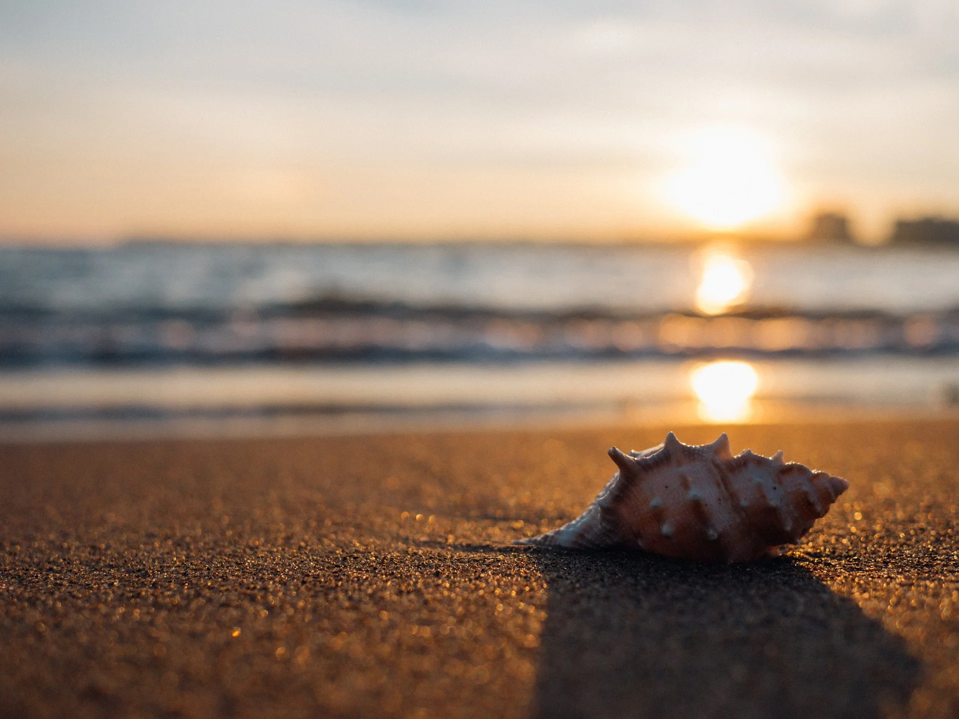shell-1031290_1920.jpg