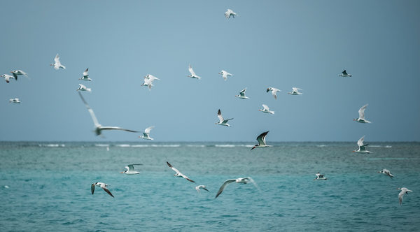 The Daily News! These birds don't mind the crazy weather so much. Credit: Jonathan Irish