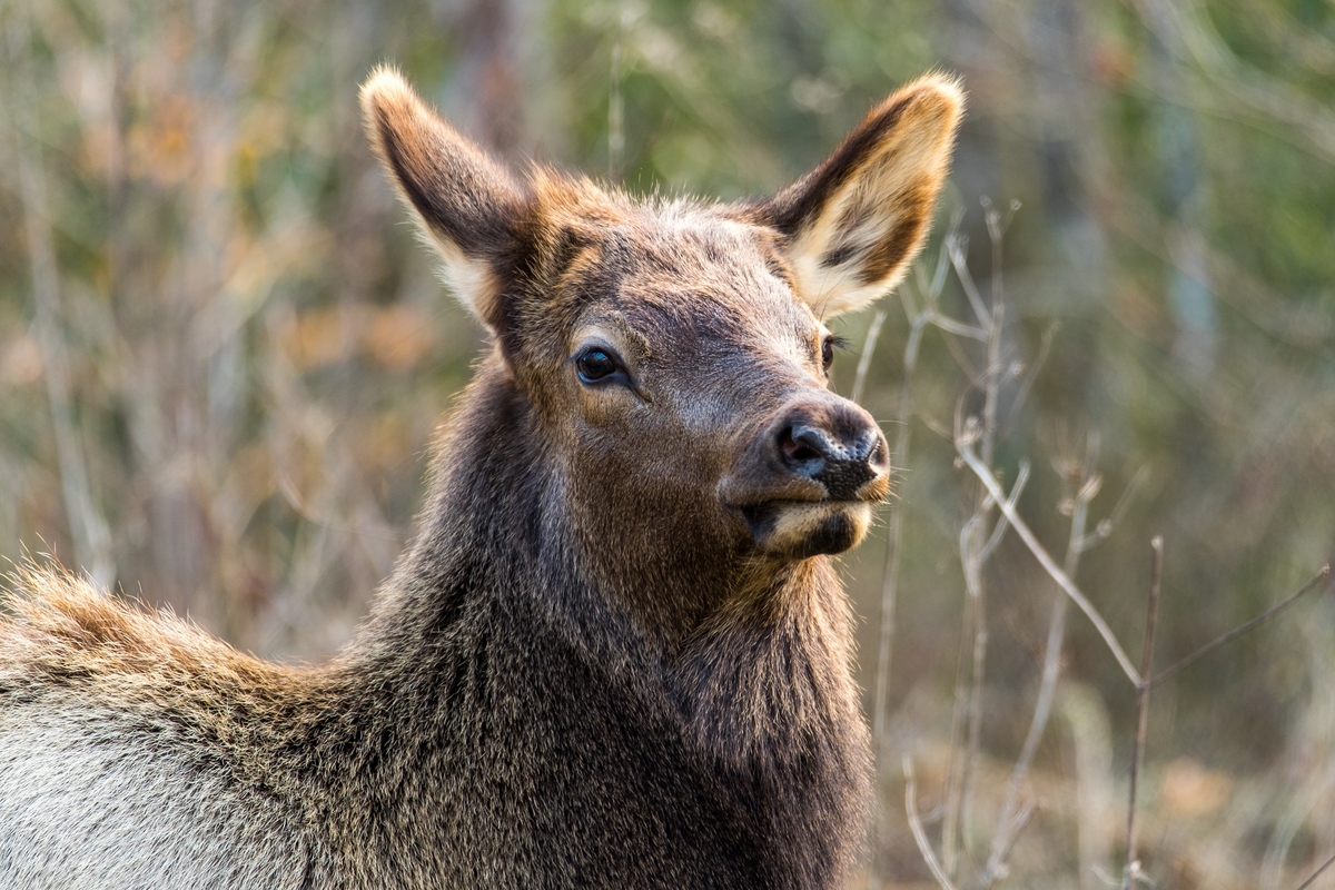 The elk population is strong and growing. Three cheers! 