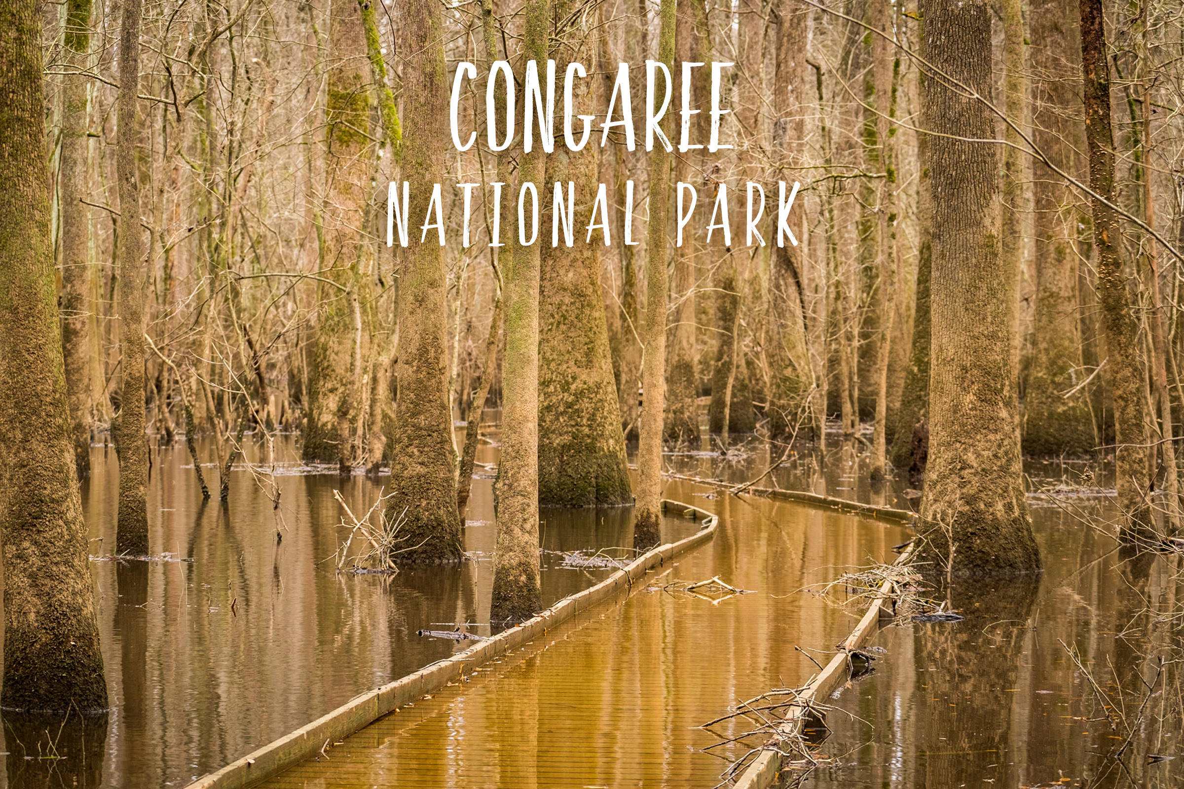 Congaree National Park | Park 8/59