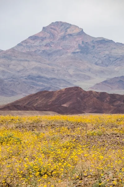 The 2016 Death Valley "superbloom," captured in early March. 