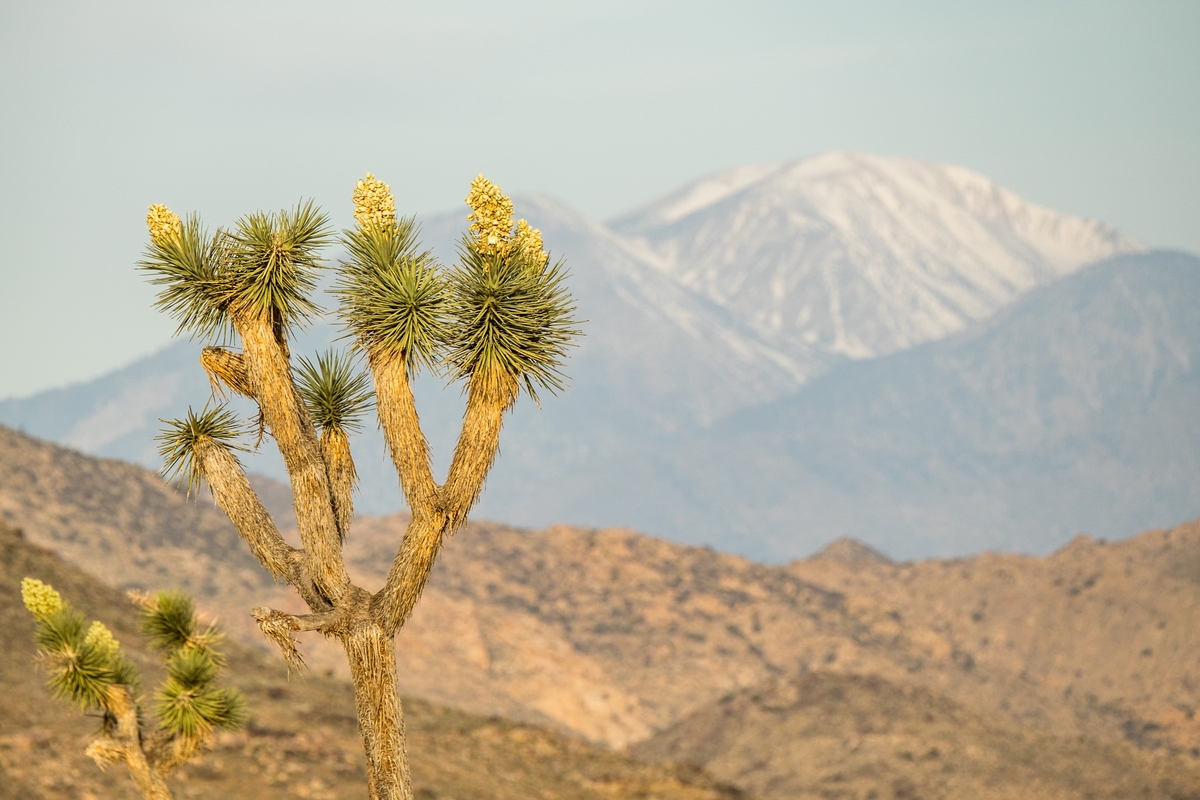 Joshua tree blooms in full expression during spring, 2016.
