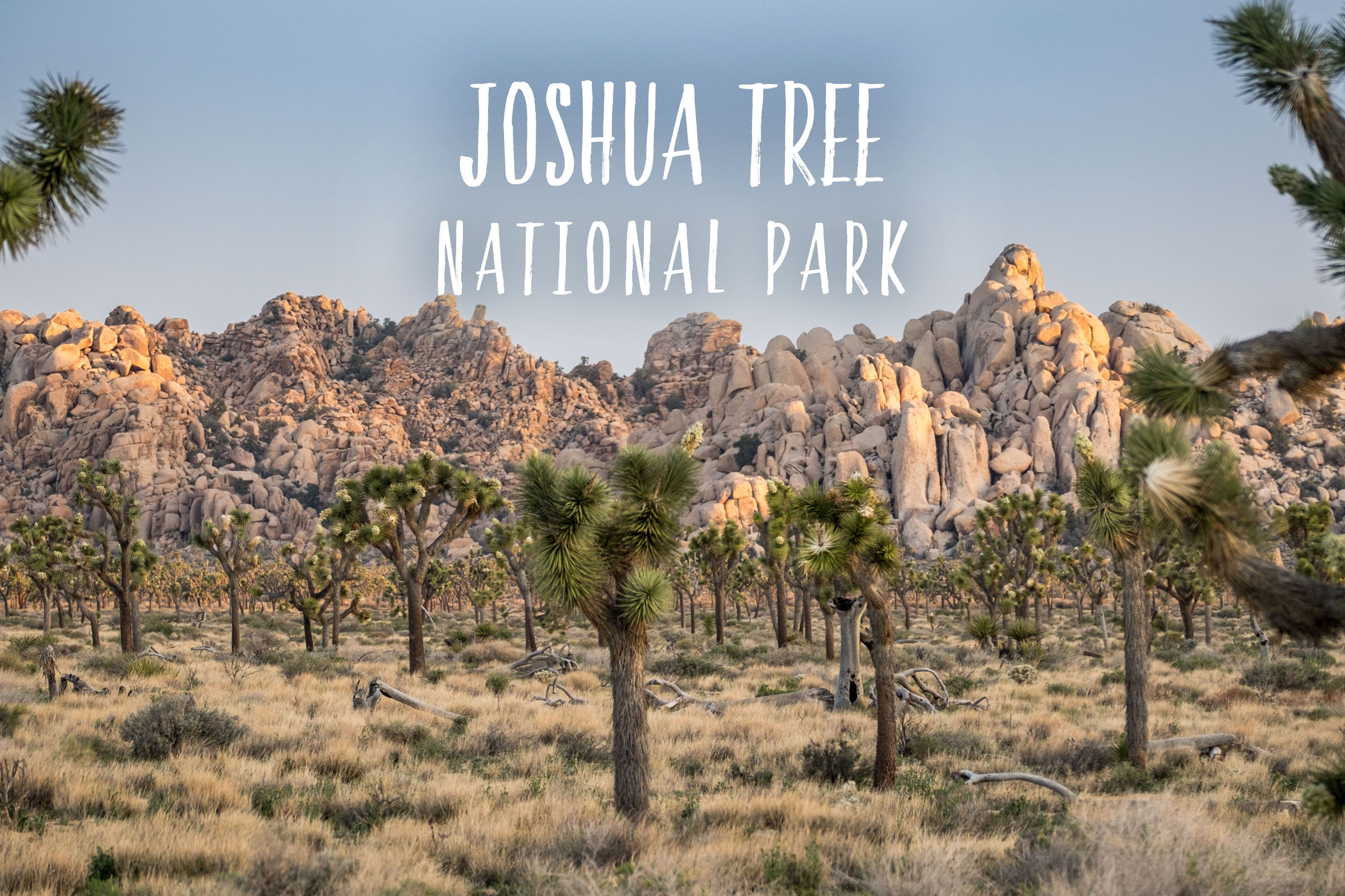 Joshua Tree National Park | Park 15/59