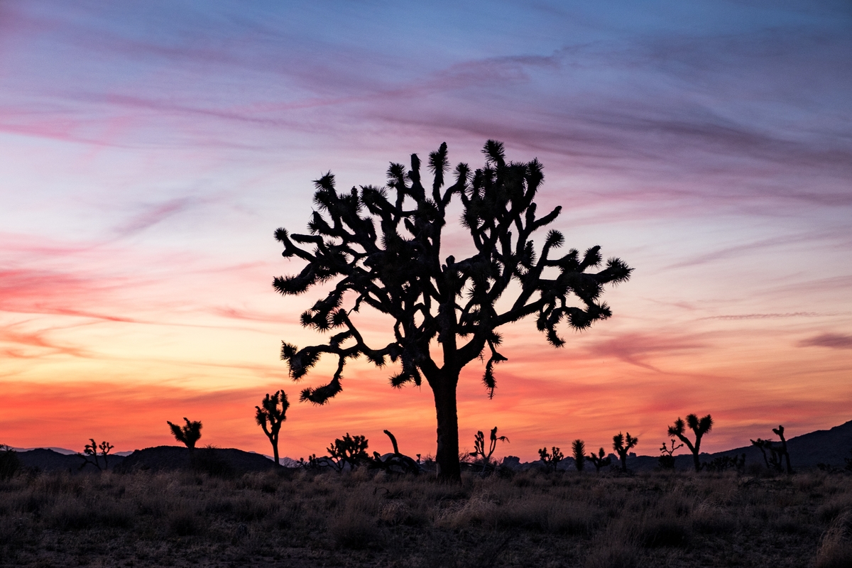 The iconic Joshua Tree captured during sunset.