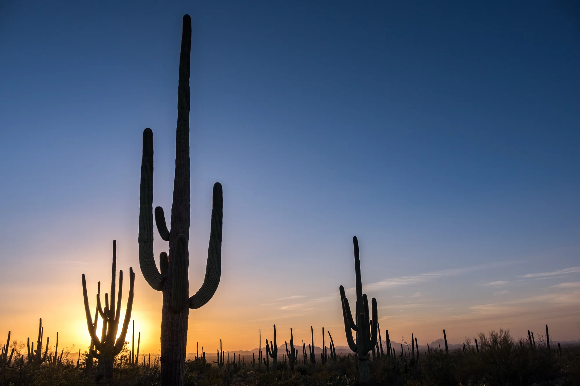 The magical saguaro tree standing tall on the desert skyline.