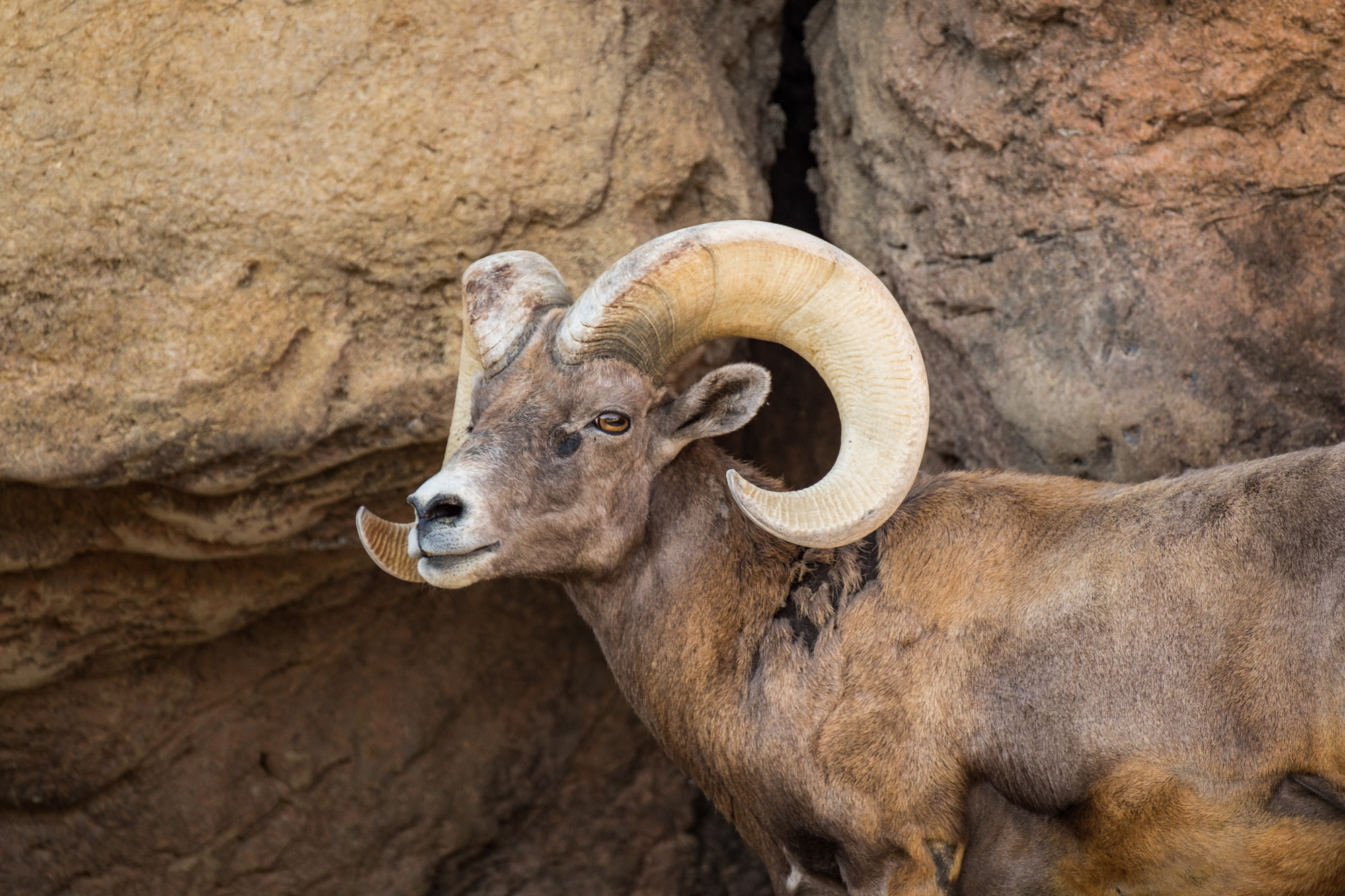 A beautiful Big Horn Sheep at the Arizona-Sonora Desert Museum.