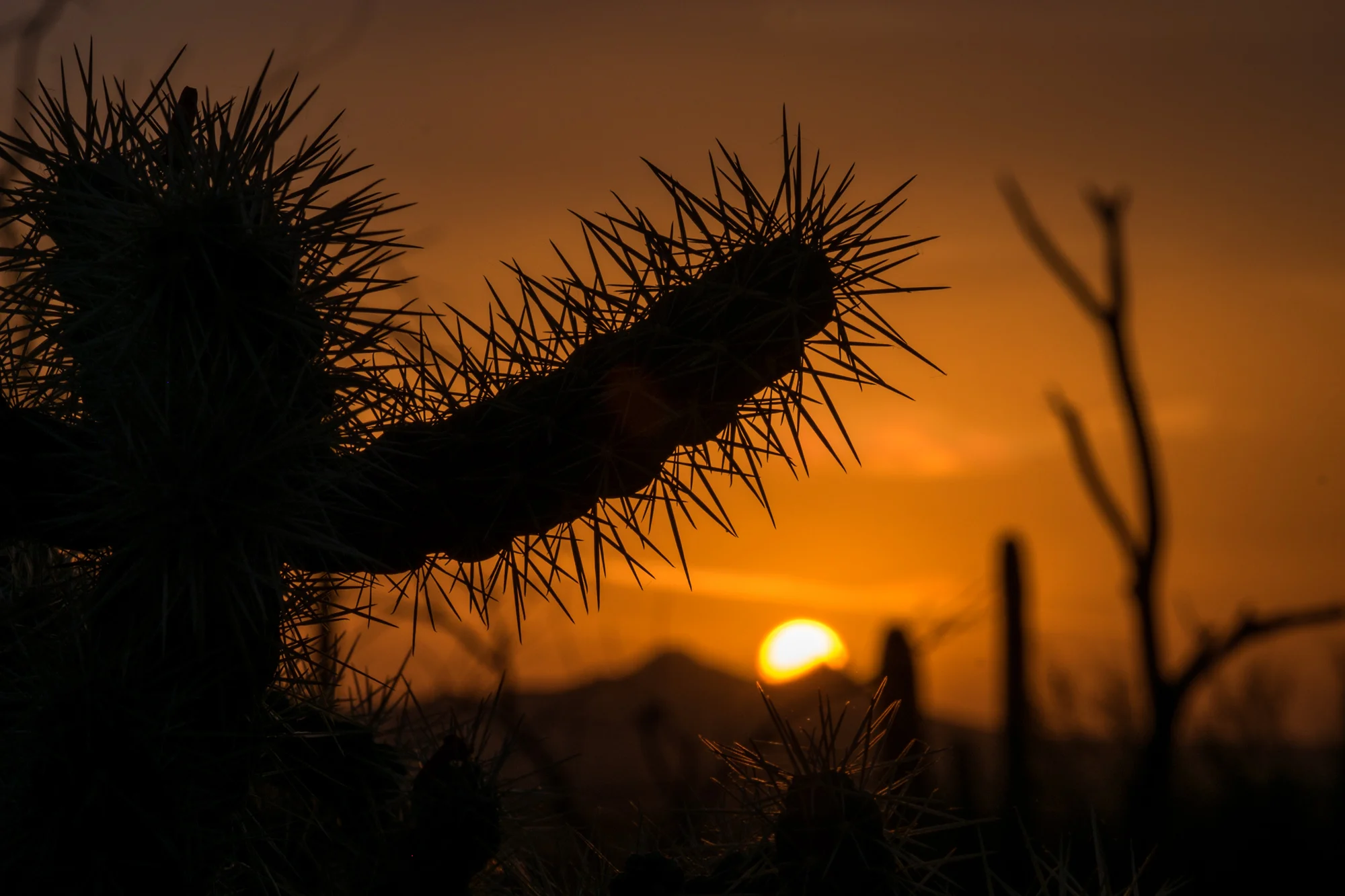 Sharp detail of a saguaro during sunset.