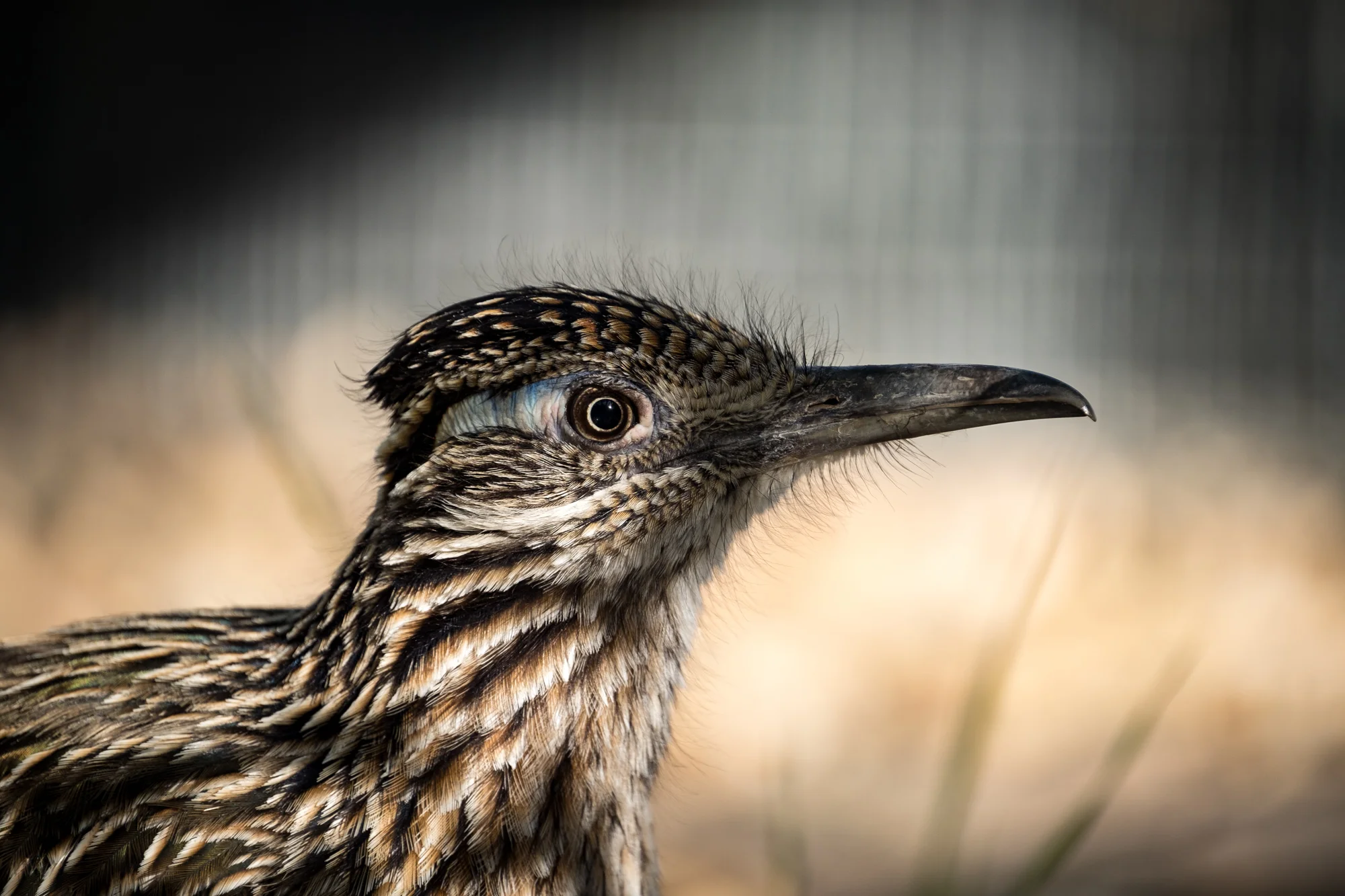 A healthy looking roadrunner at the Desert Museum.