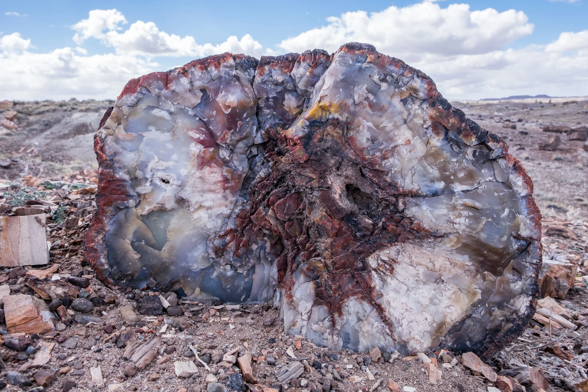 A 'typical' piece of stunning petrified wood lays in its hundreds-of-millions-of-years-old resting place.