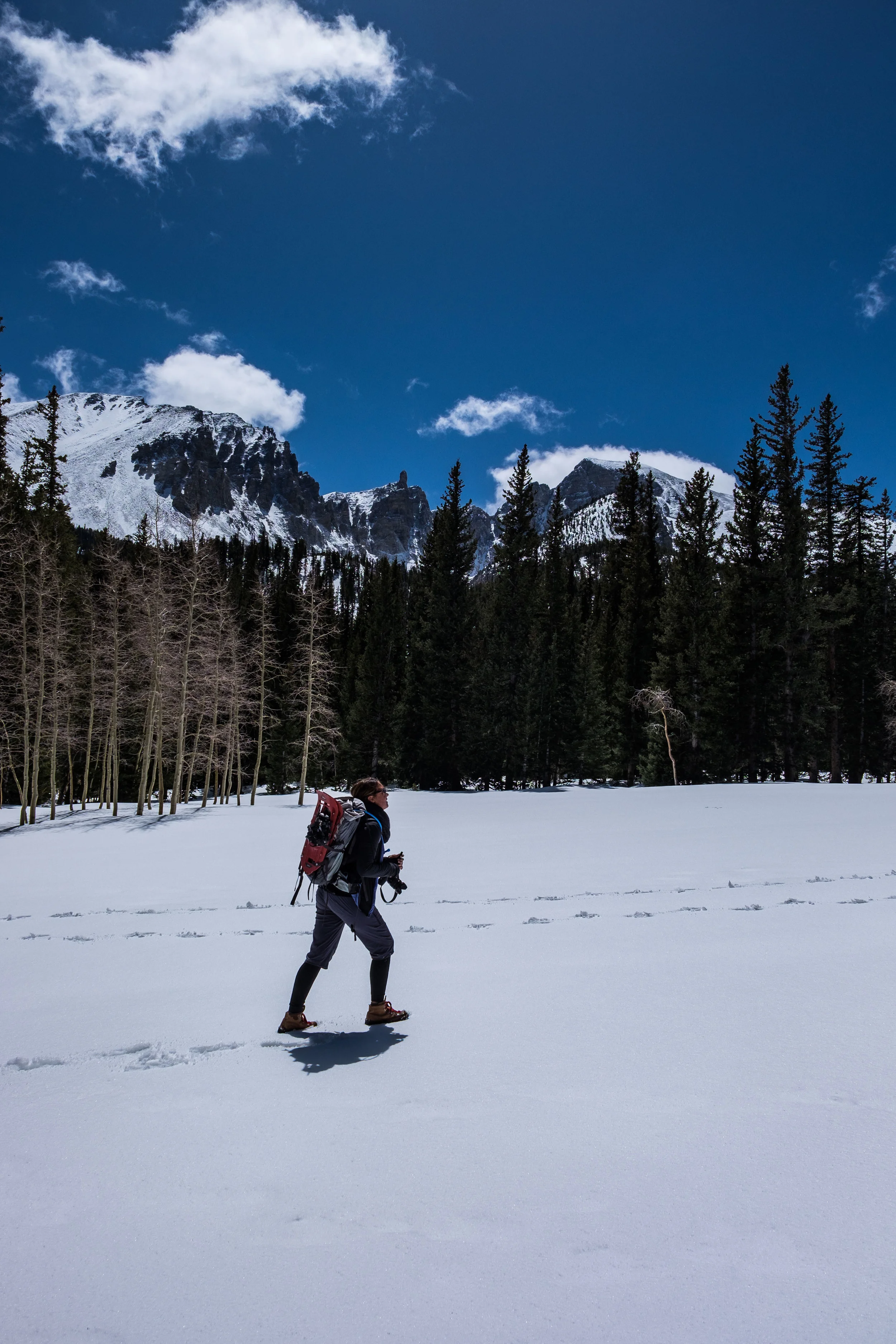 Following the tracks to the ancient Bristlecone pine trees.... We are thankful to those hikers who left those tracks, wherever they are. 