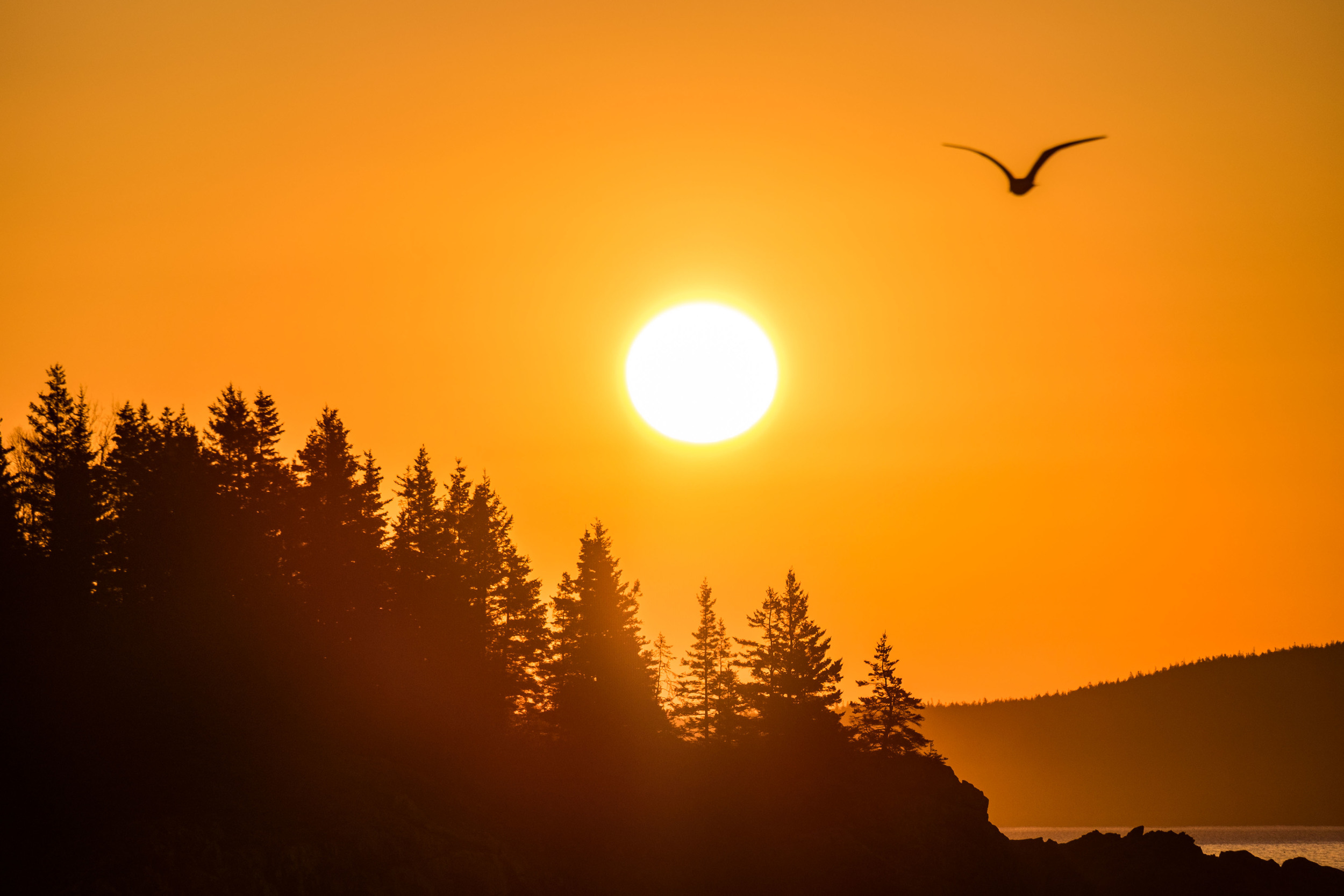 Acadia bird life adds dimension to any Maine landscape. 