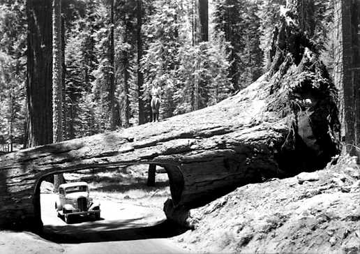 Tunnel Log circa 1940. Credit: Library of Congress. 