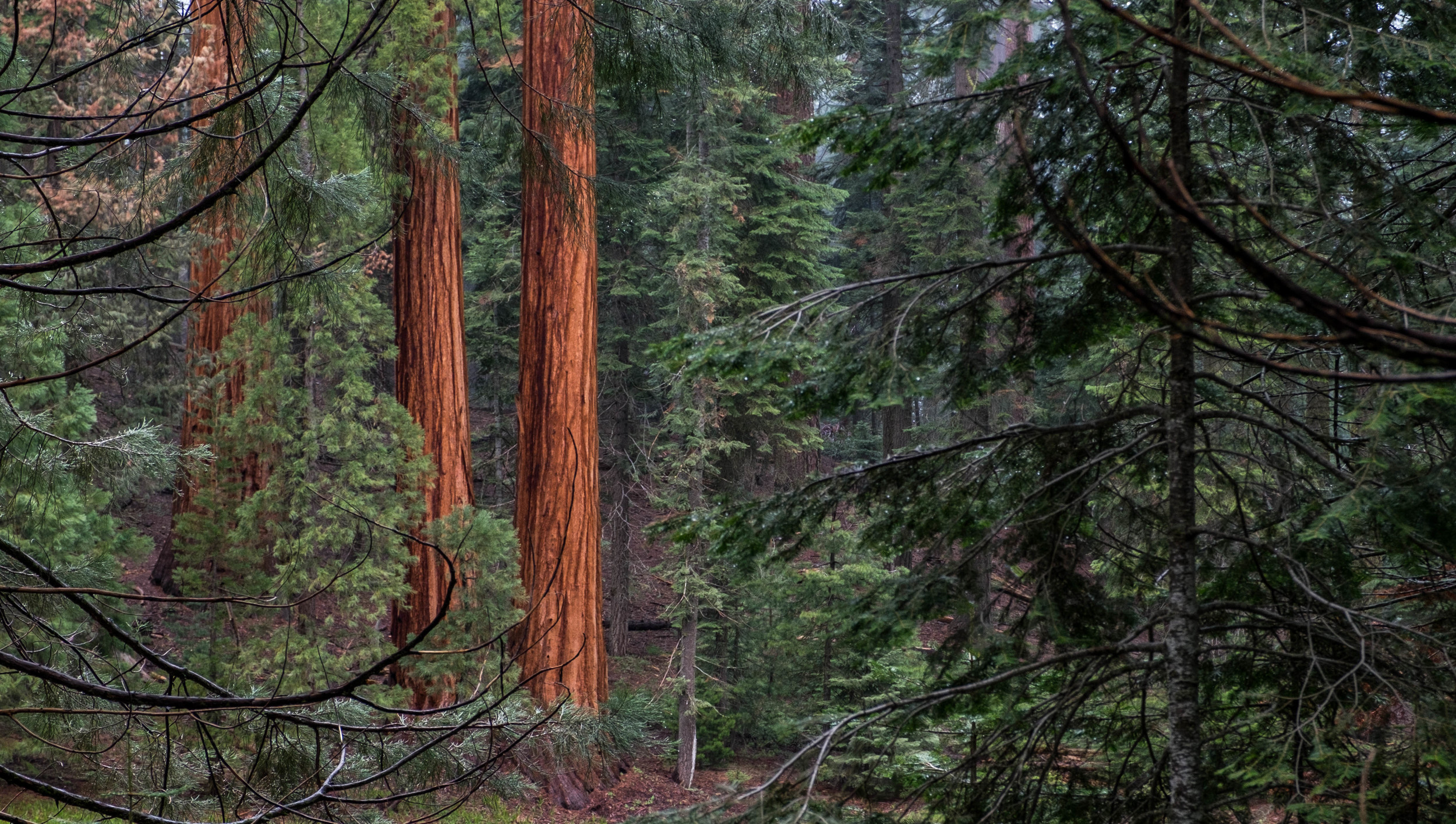 You'll know as you begin to enter the Giant Forest from the warm color and the massive size of the sequoia trees. 