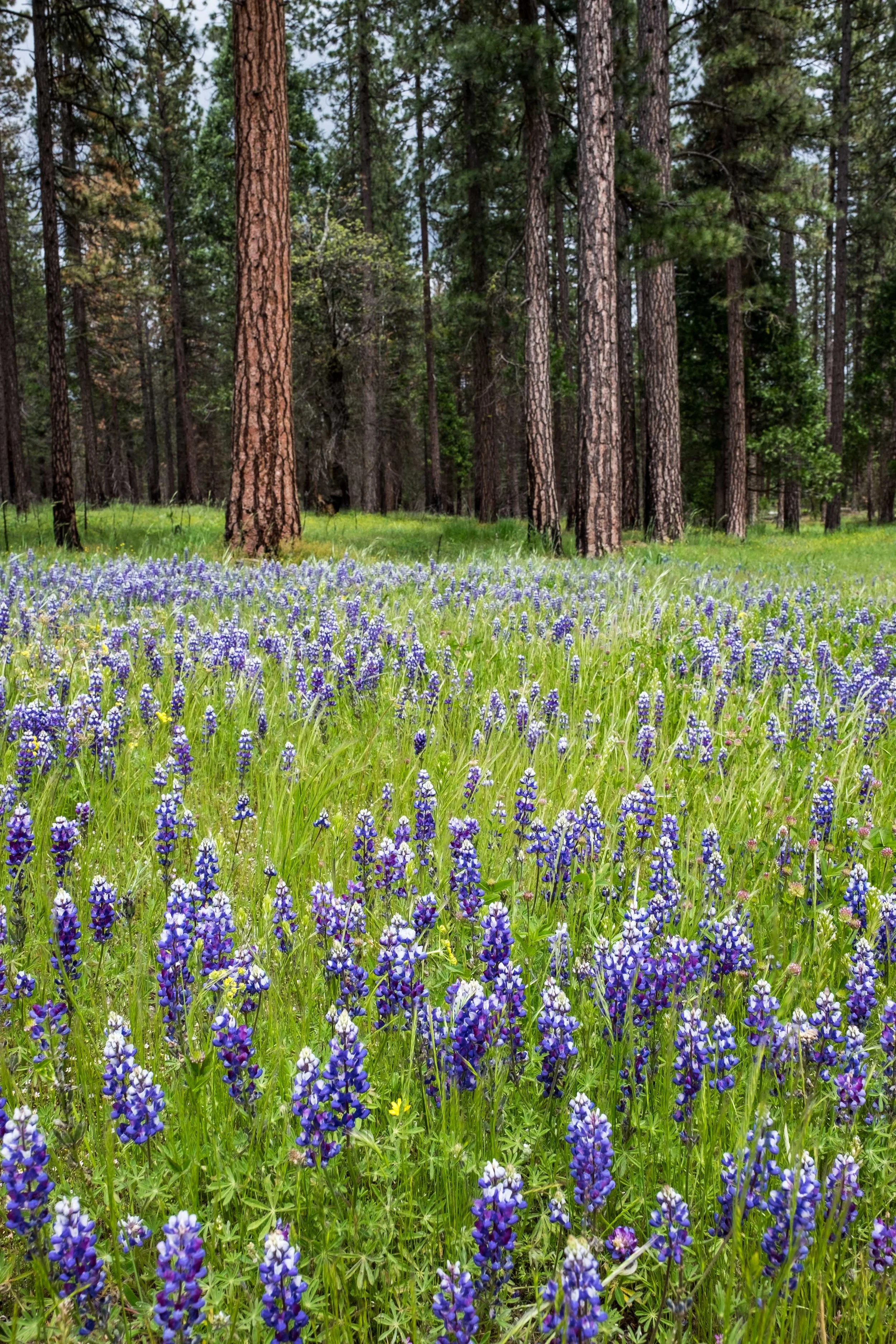 Although Hetch Hetchy Valley is best known for its controversial history and presence in Yosemite National Park, it is still an incredible wilderness place to explore. Look at the wildflowers! 