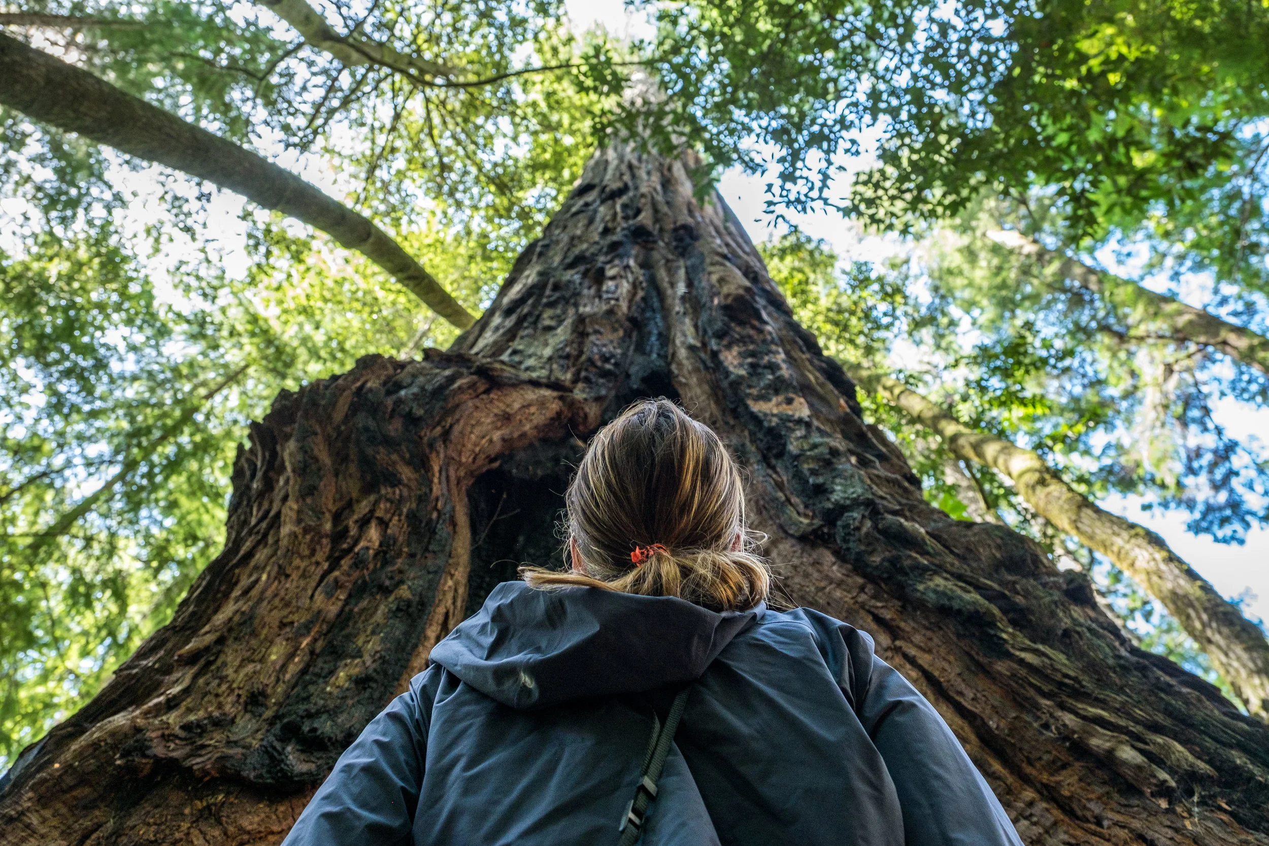 Stef is dwarfed beneath one of the tallest trees on Earth.