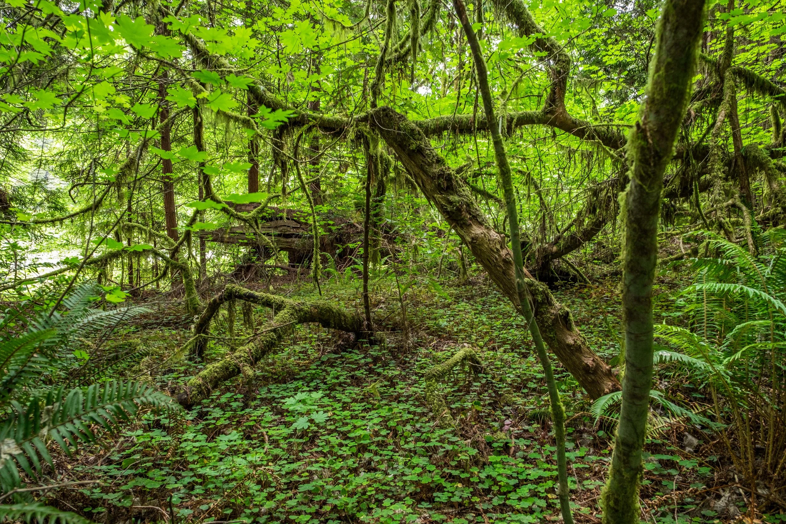 A mega old-growth ecosystem at work making wilderness magic. 