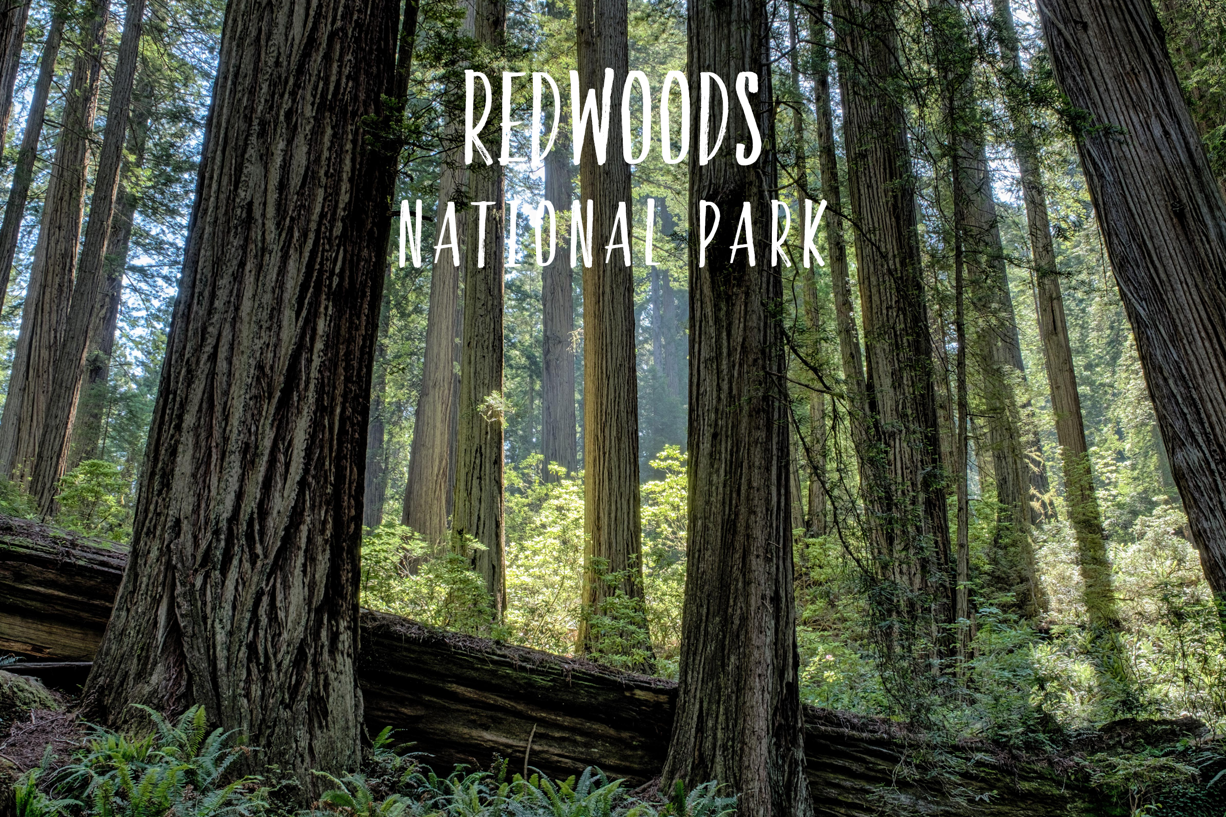Park 25/59: Redwood National and State Parks in California