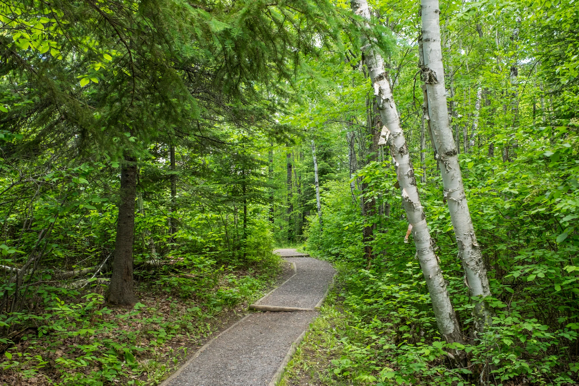 Trail near the Ash River Visitor Center.