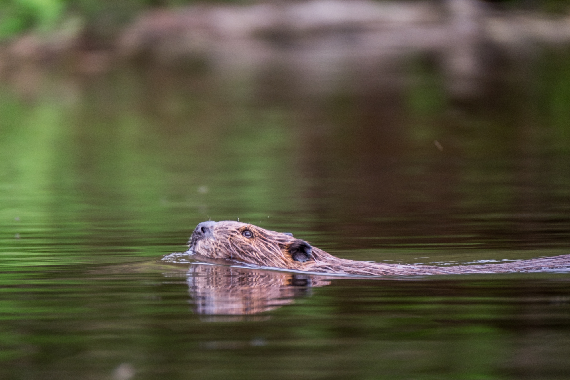 The American Beaver in Voyageurs National Park.