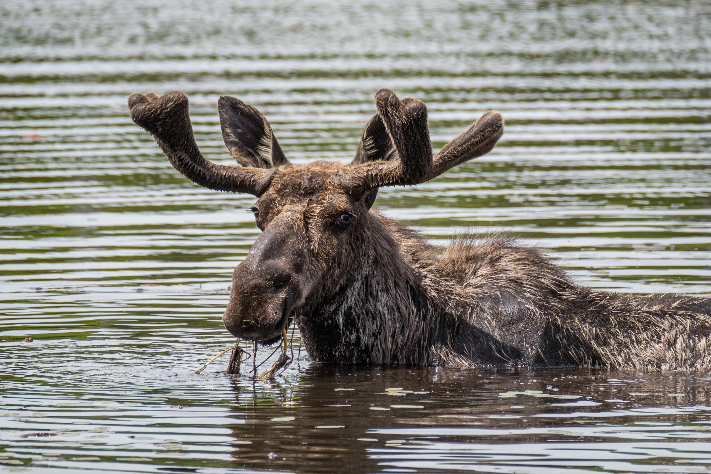 A moose savoring aquatic grasses.
