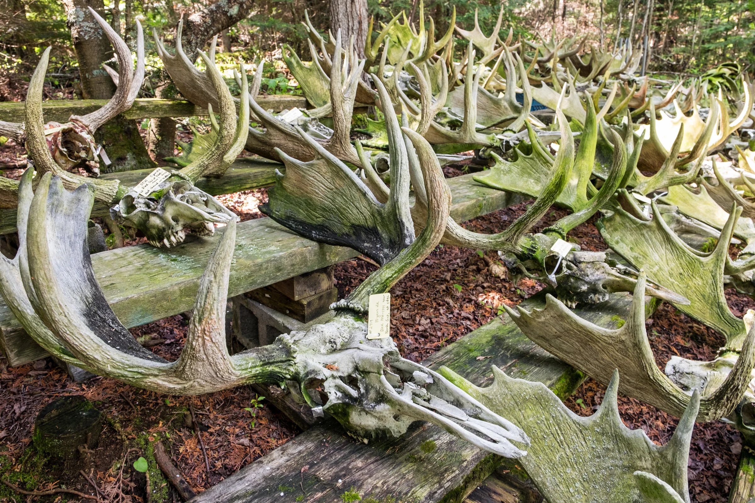 Researchers collect and survey moose antler and skulls as part of the study.