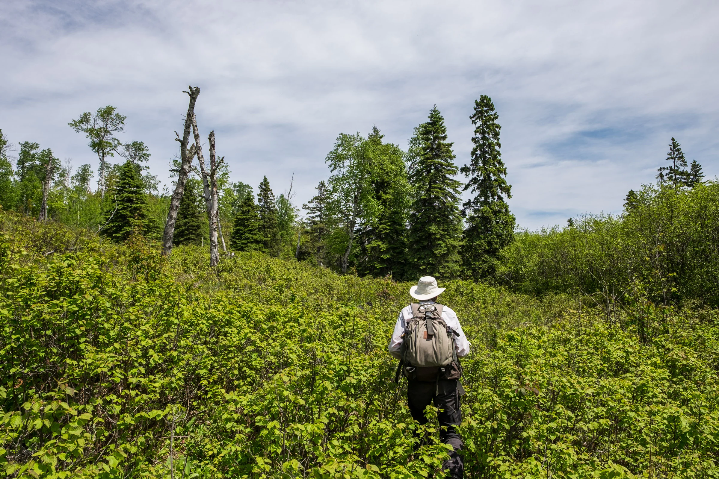 Bushwhacking with Rolf Peterson in search of Isle Royale's famed moose!