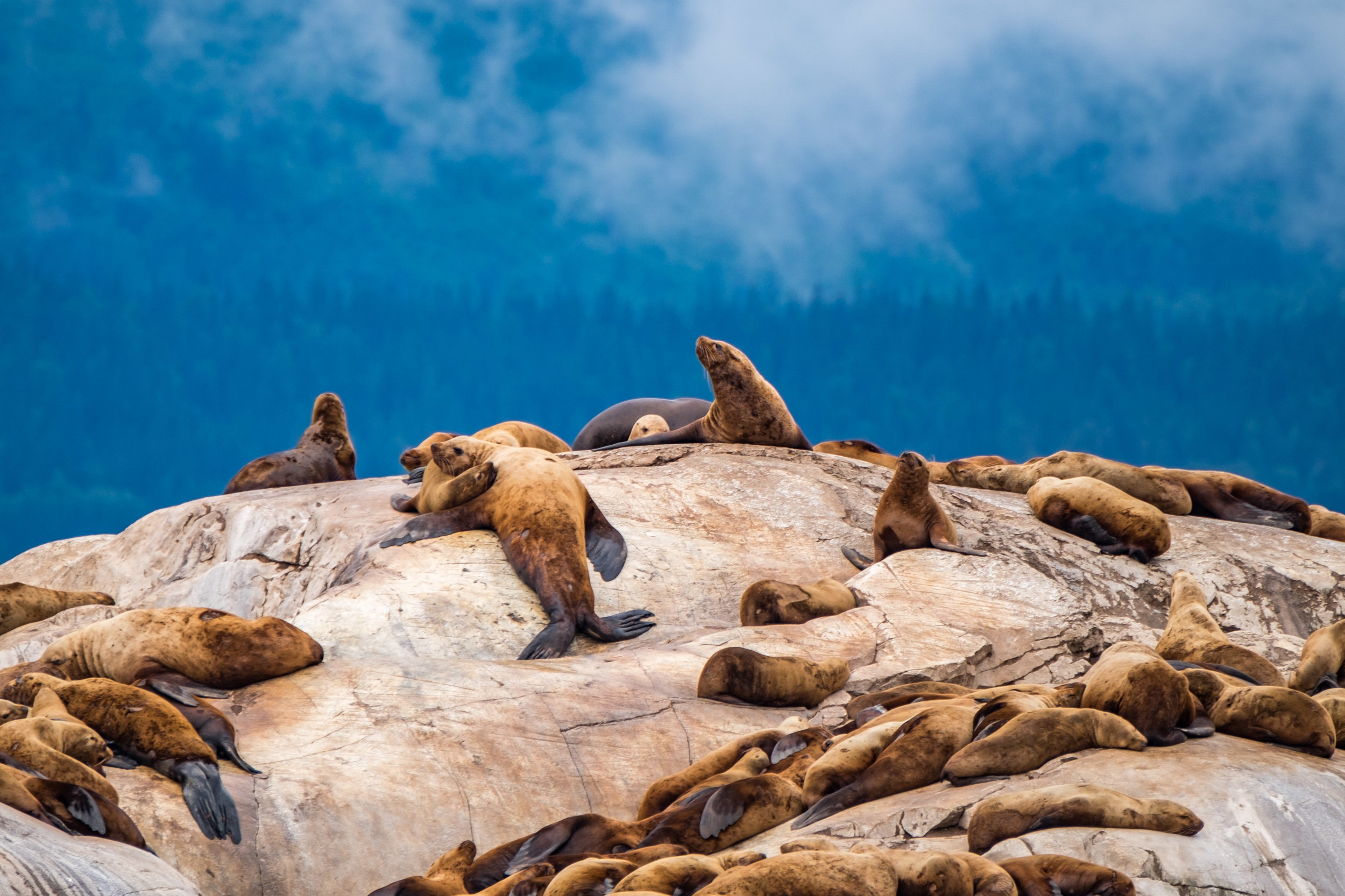 Just one of the incredible wildlife sightings to be had in Bartlett Cove aboard the National Park Service Tour Boat: Harbor seals happy at home in Glacier Bay.