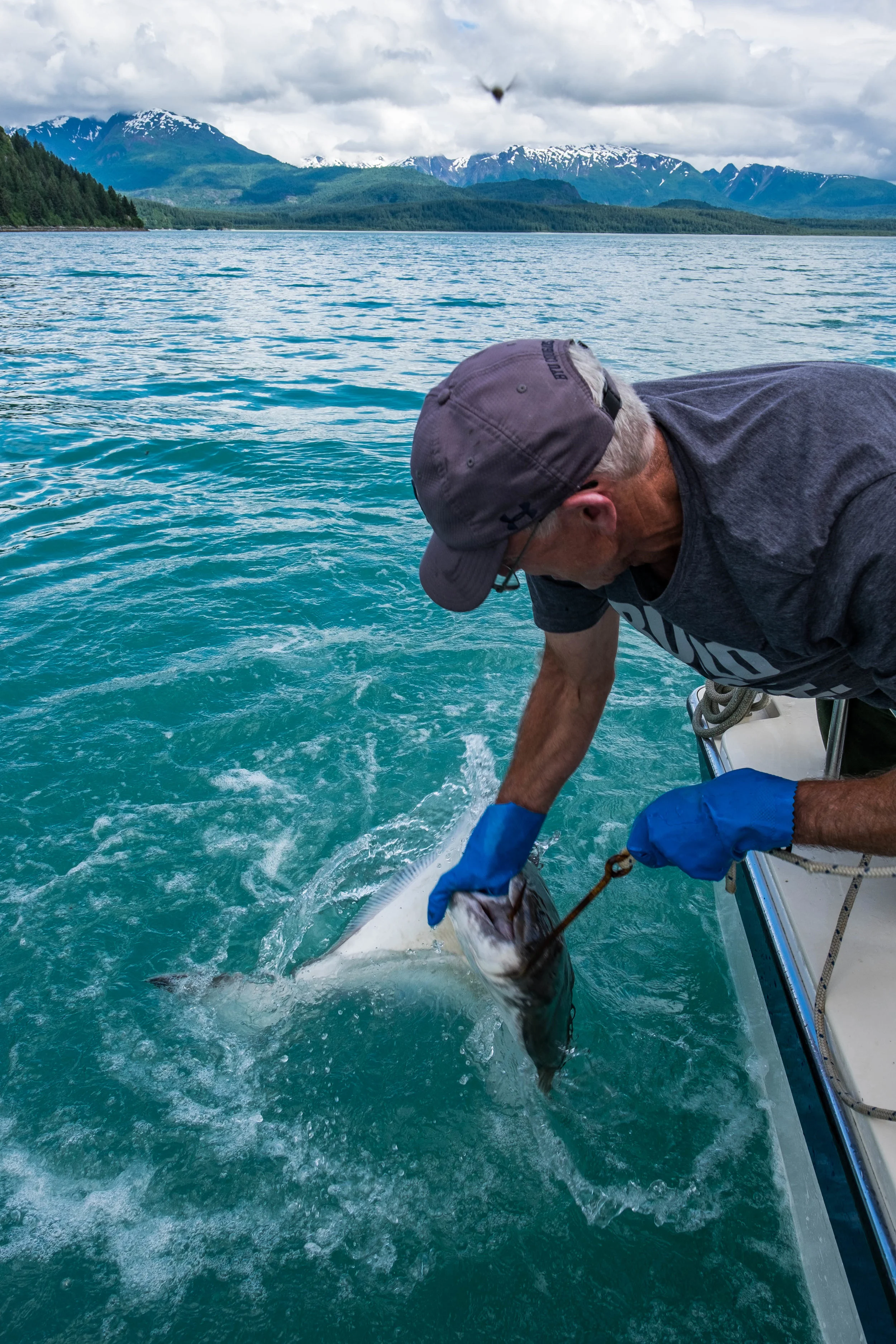Captain Jim Kearns is one of the most experienced and knowledgable skippers in Glacier Bay, having navigated the waters for decades. Here, he shows us how to wrangle a 70-lb halibut, one of many we pulled up that day, and enjoyed for dinner at his bed & breakfast in Gustavus.