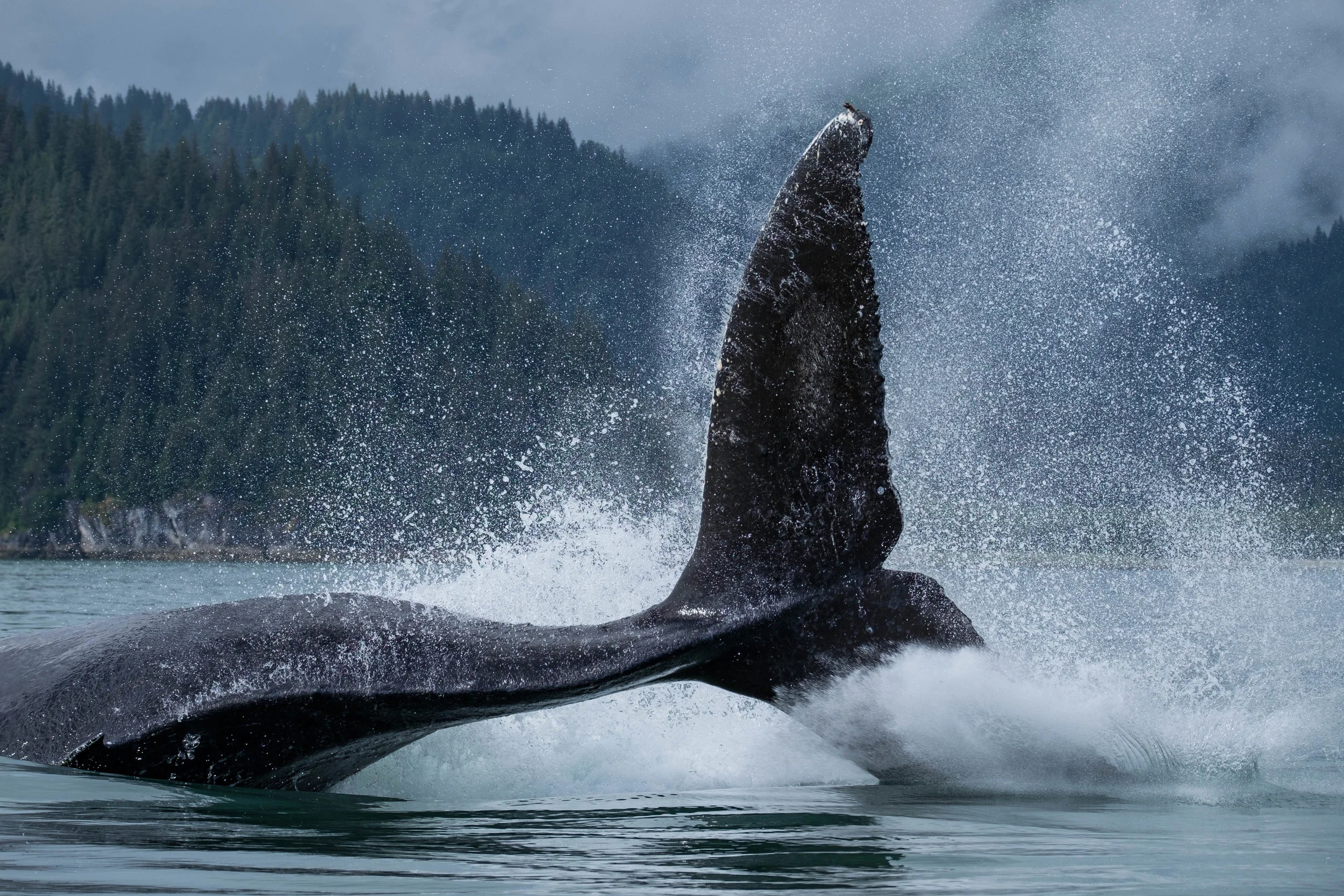A humpback whale thrashes the waters of Glacier Bay, absolutely captivating every being on the planet within eyesight. 
