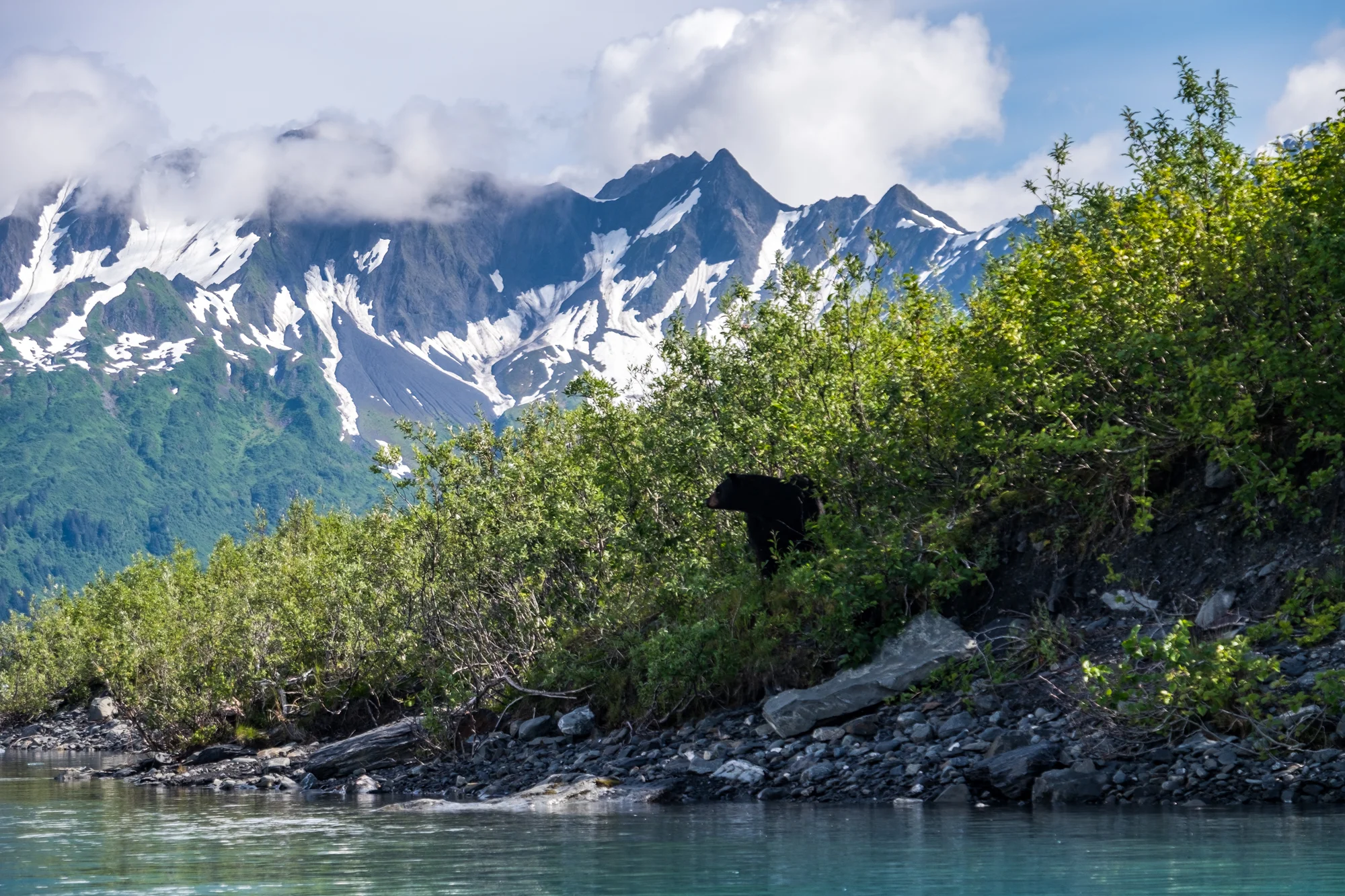 A black bear peeks his head out at Bear Glacier. 