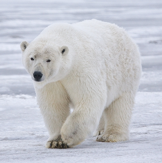 A sow polar bear near Kaktovik, Alaska. Photo credit: Wikipedia.