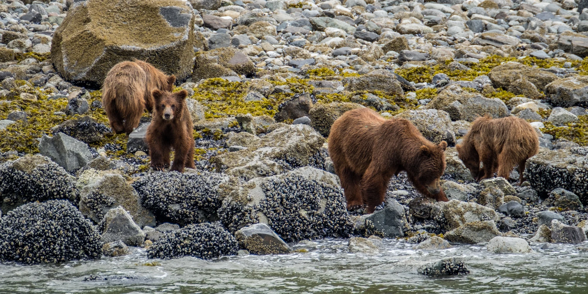 A coastal brown bear sow and her three, 2-year cubs looking for shellfish on the shores of Glacier Bay. 
