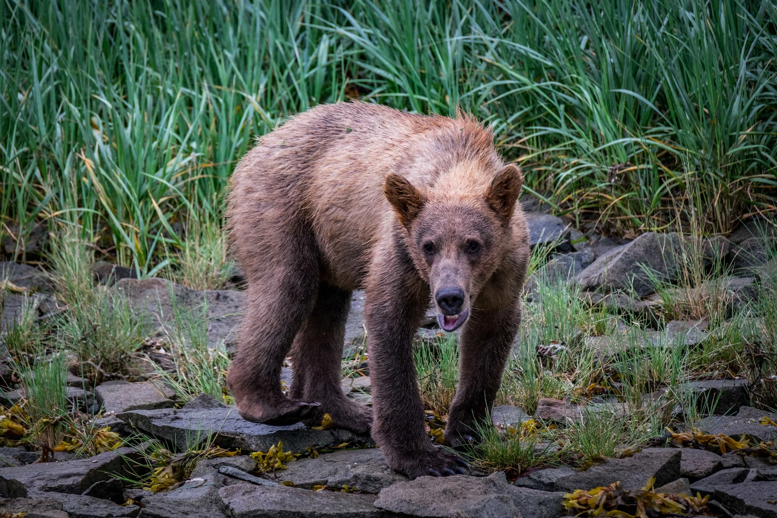This bear, with its scowl and drool, is displaying stress as our boat nears its environment on the Katmai Peninsula. We quickly moved away!