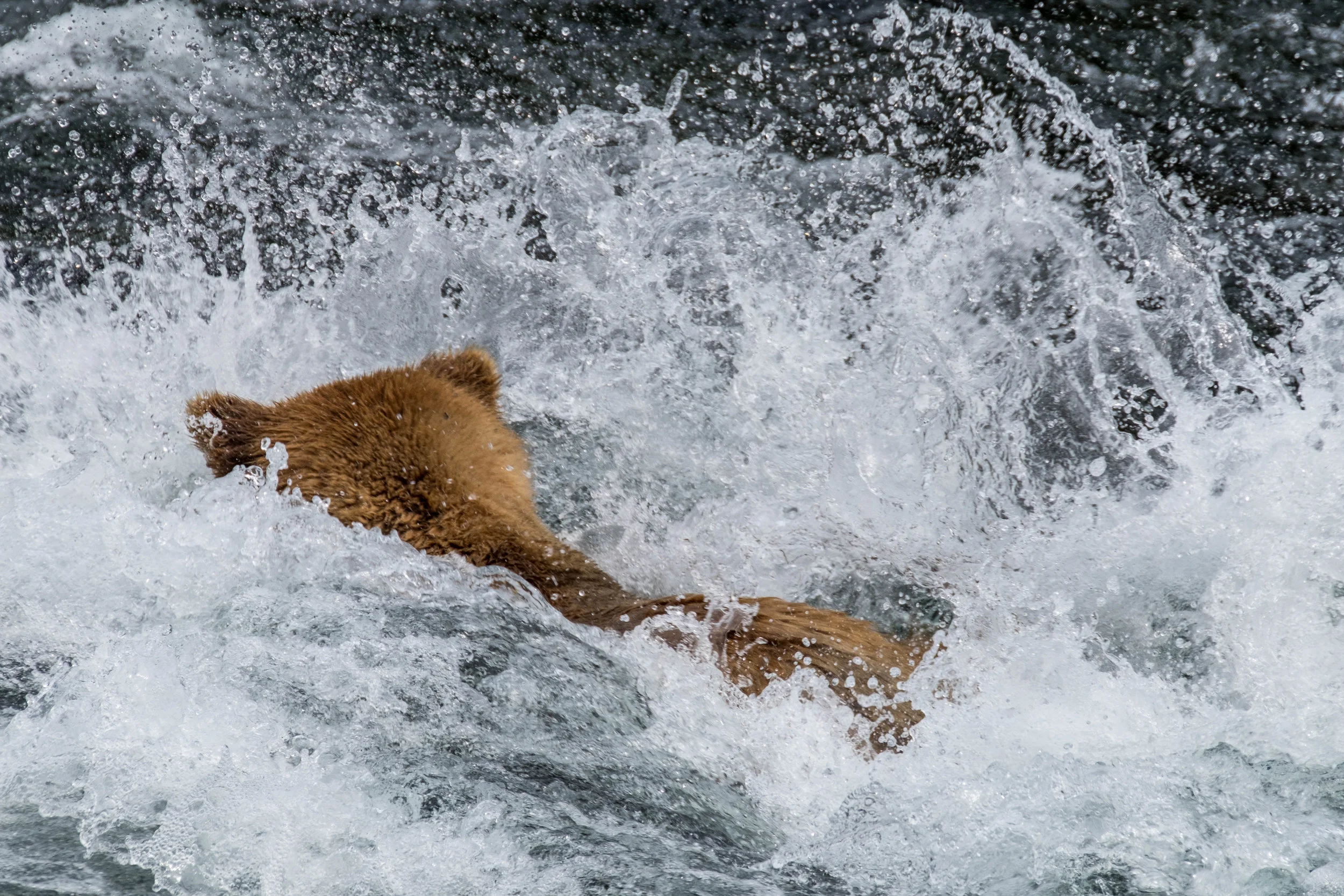 A boar plunges into the Brooks River to catch a fish for dinner. 