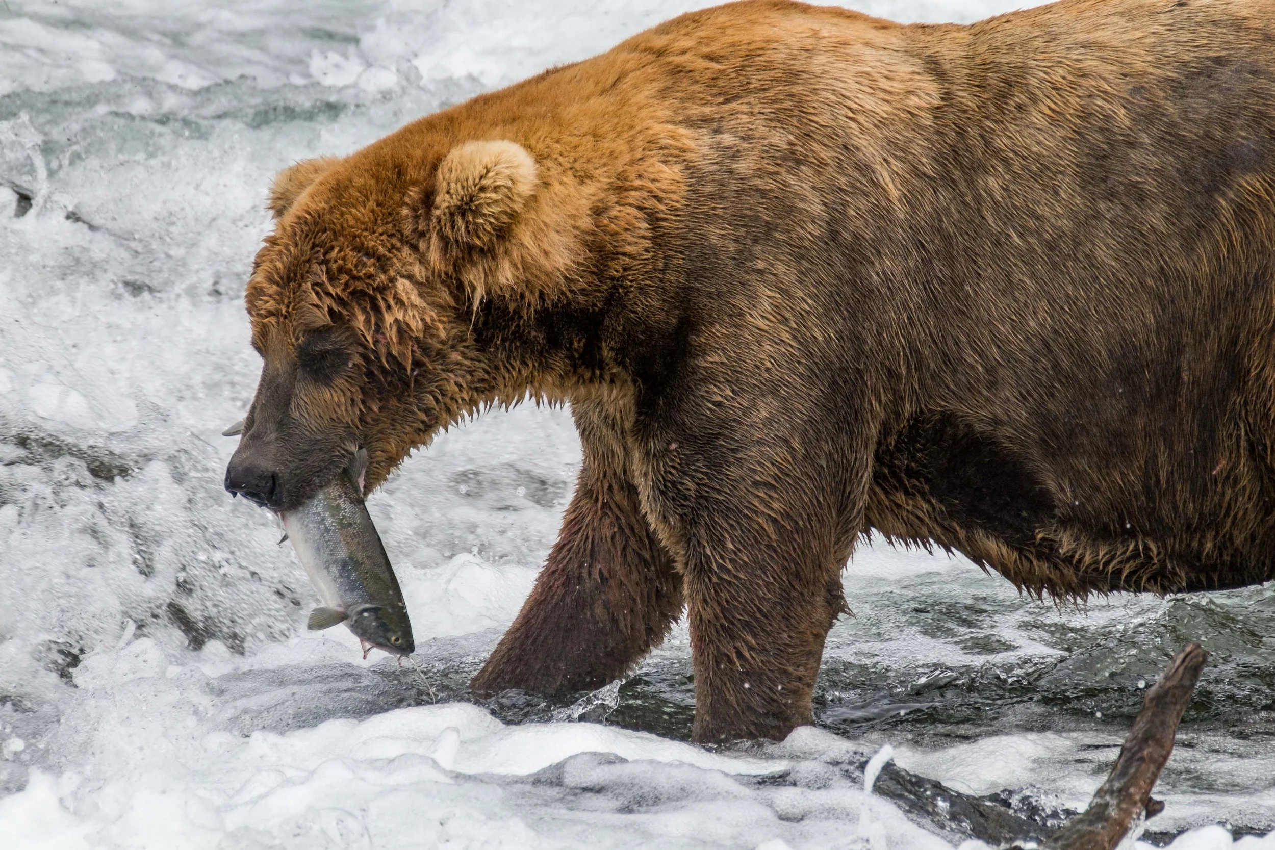 A coastal brown bear boar with a freshly caught salmon at Brooks Falls.