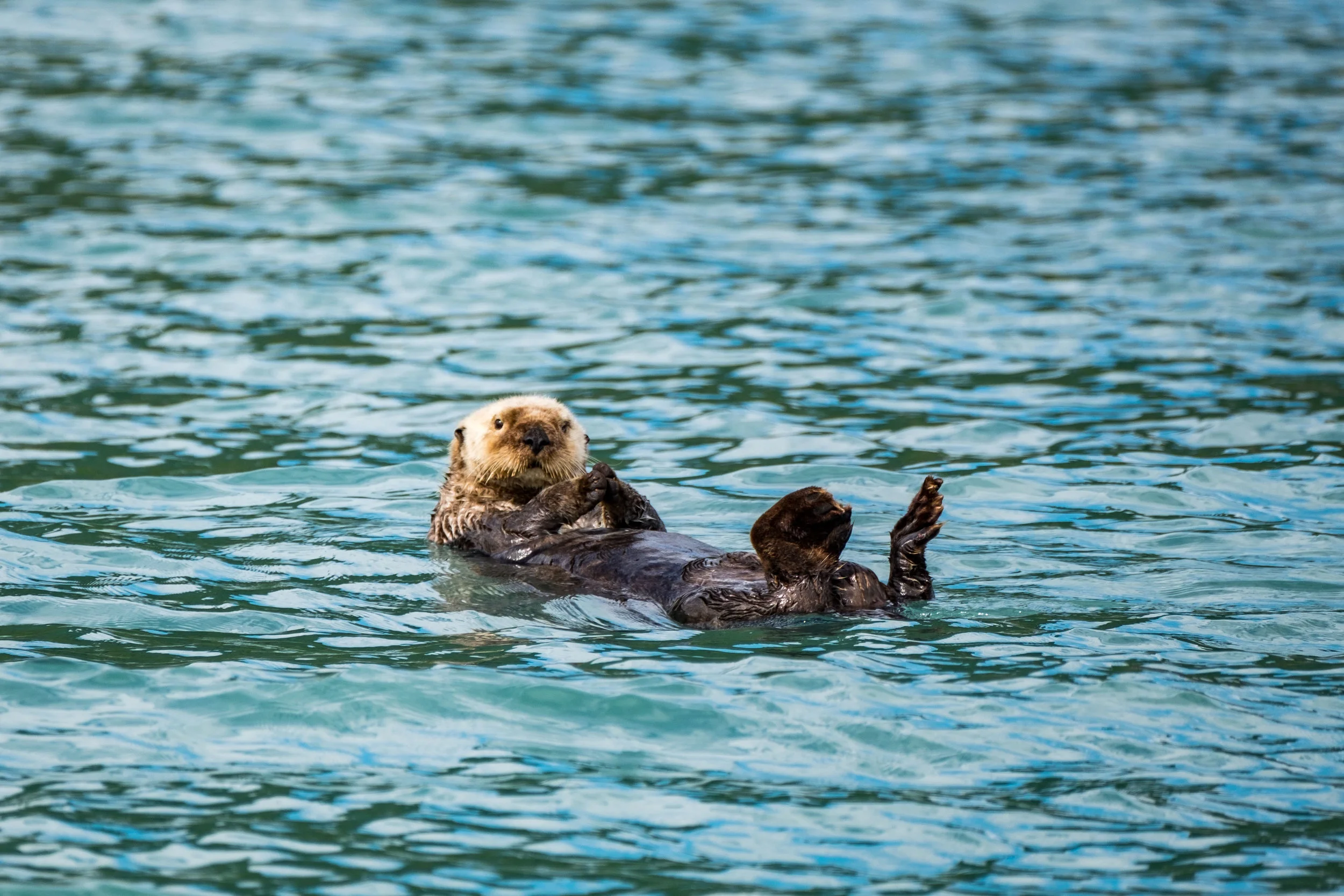 Sea otter in Katmai National Park.